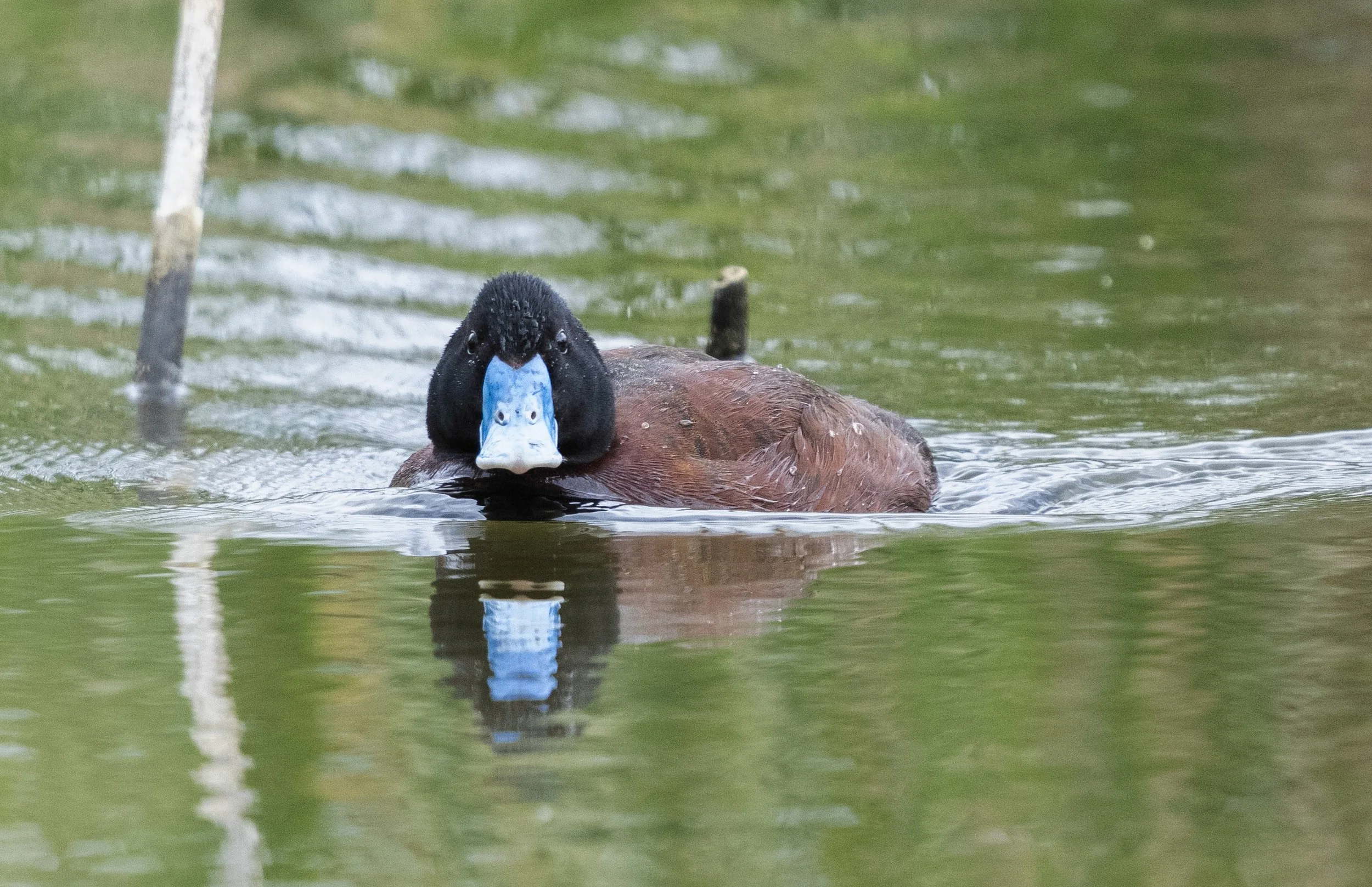 Blue Billed Duck