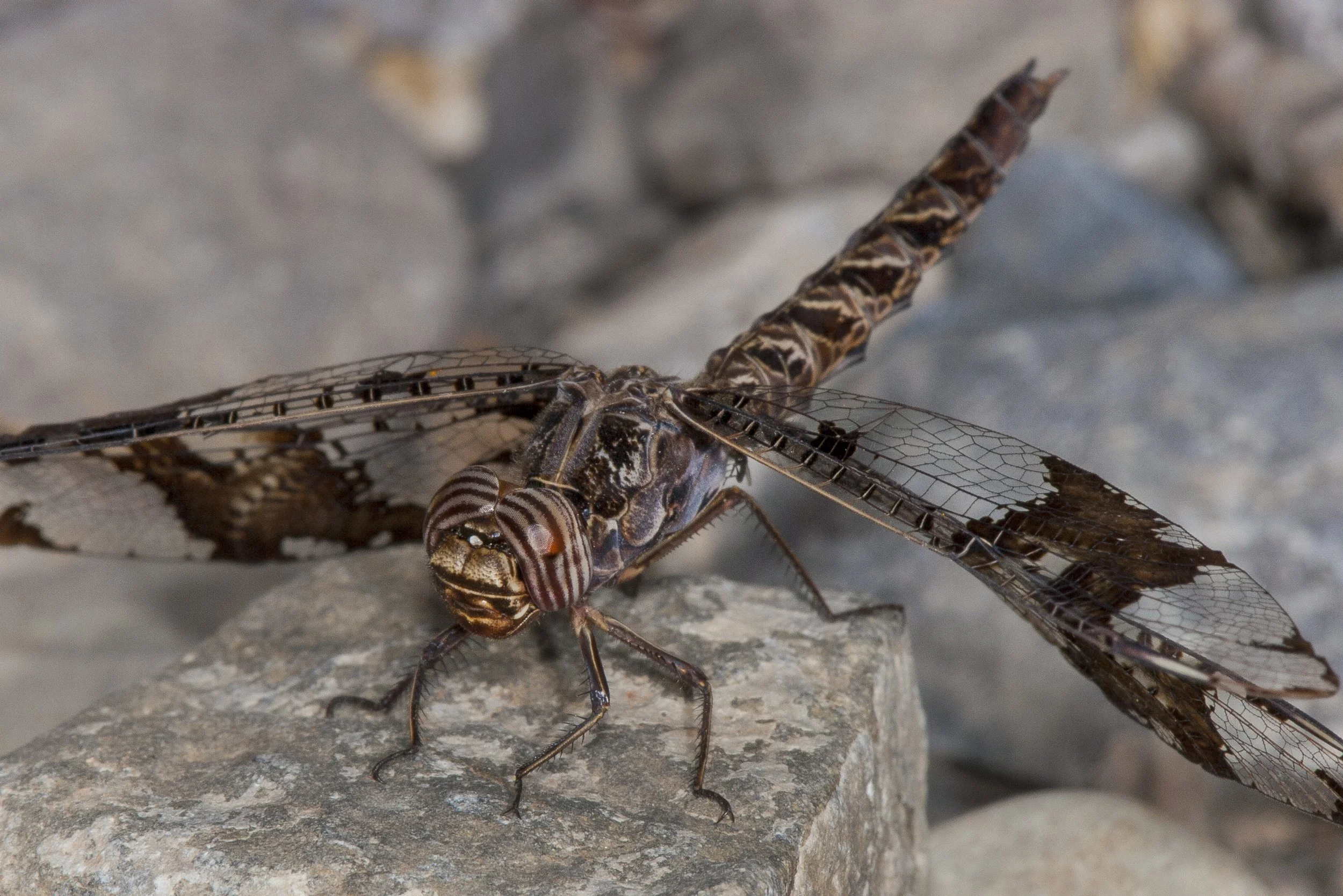 Filigree Skimmer (Pseudoleon superbus)_IMG_6594.jpg