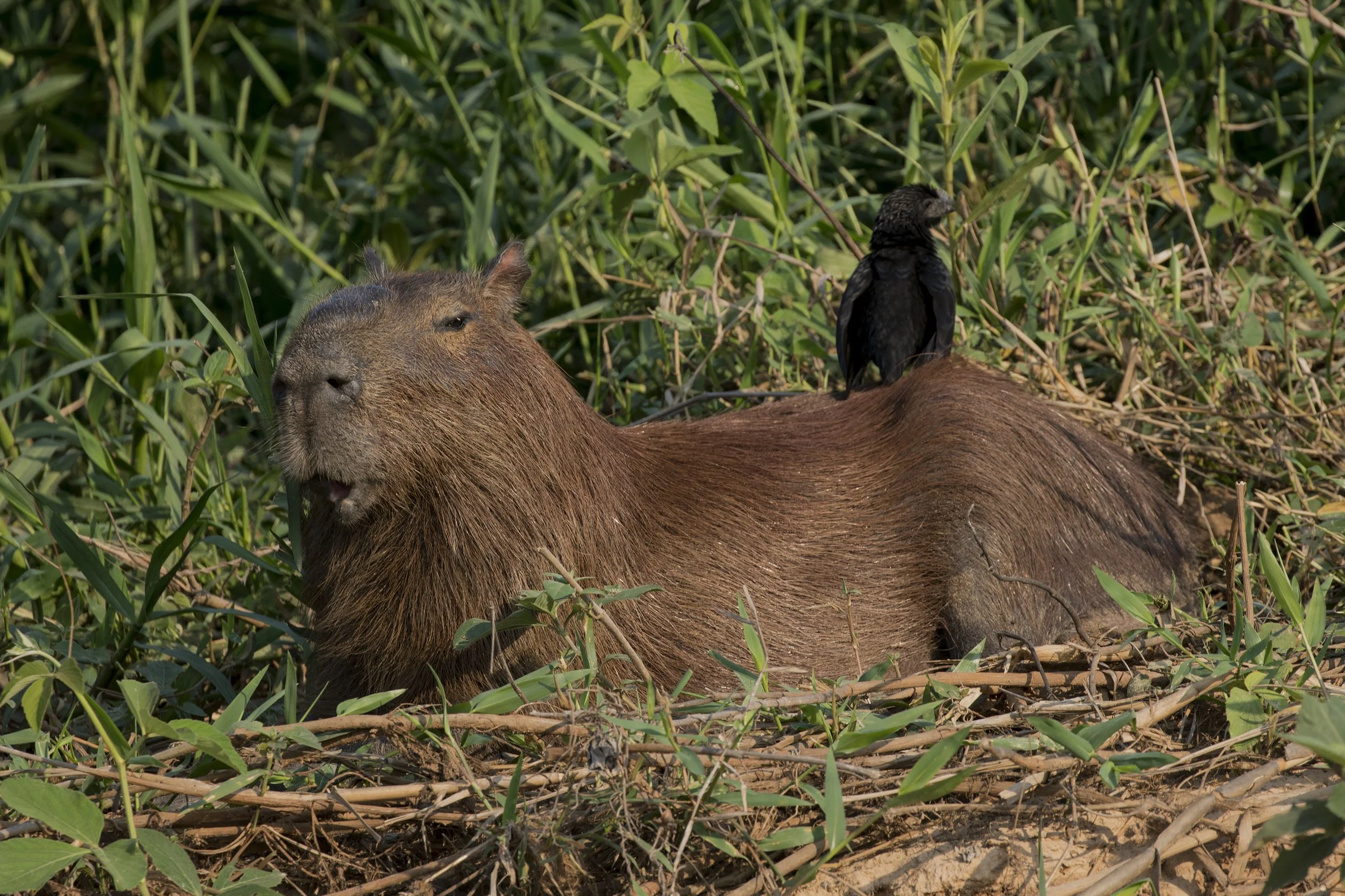 Capybara