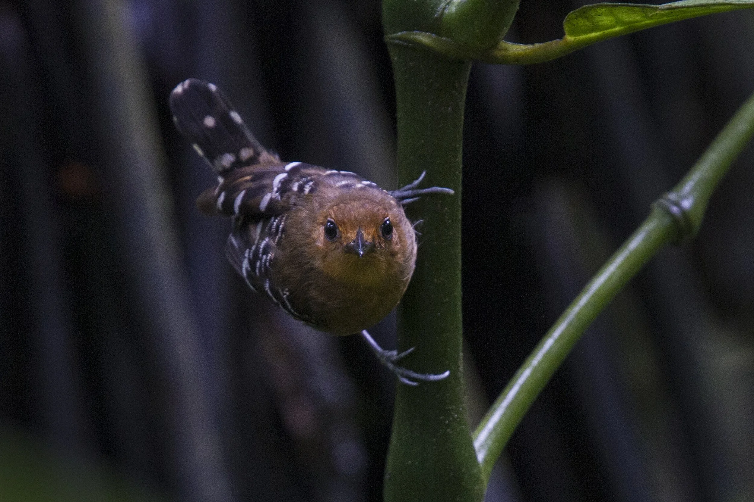 Scale Backed Antbird