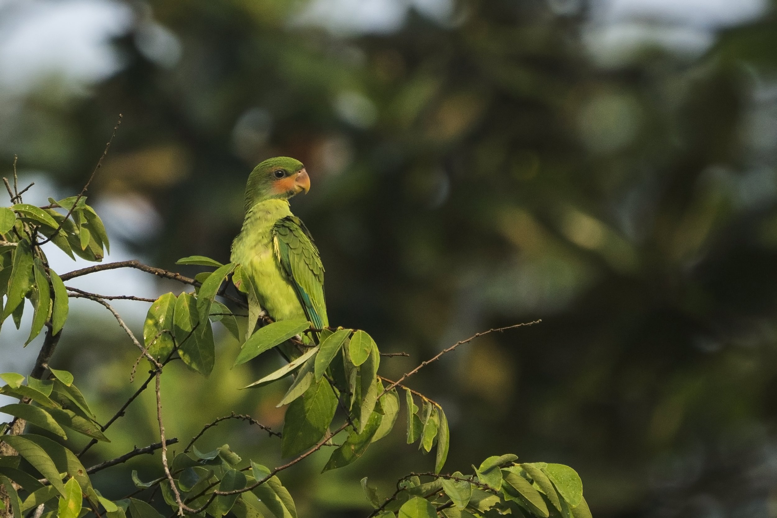 Long Tailed Parakeet