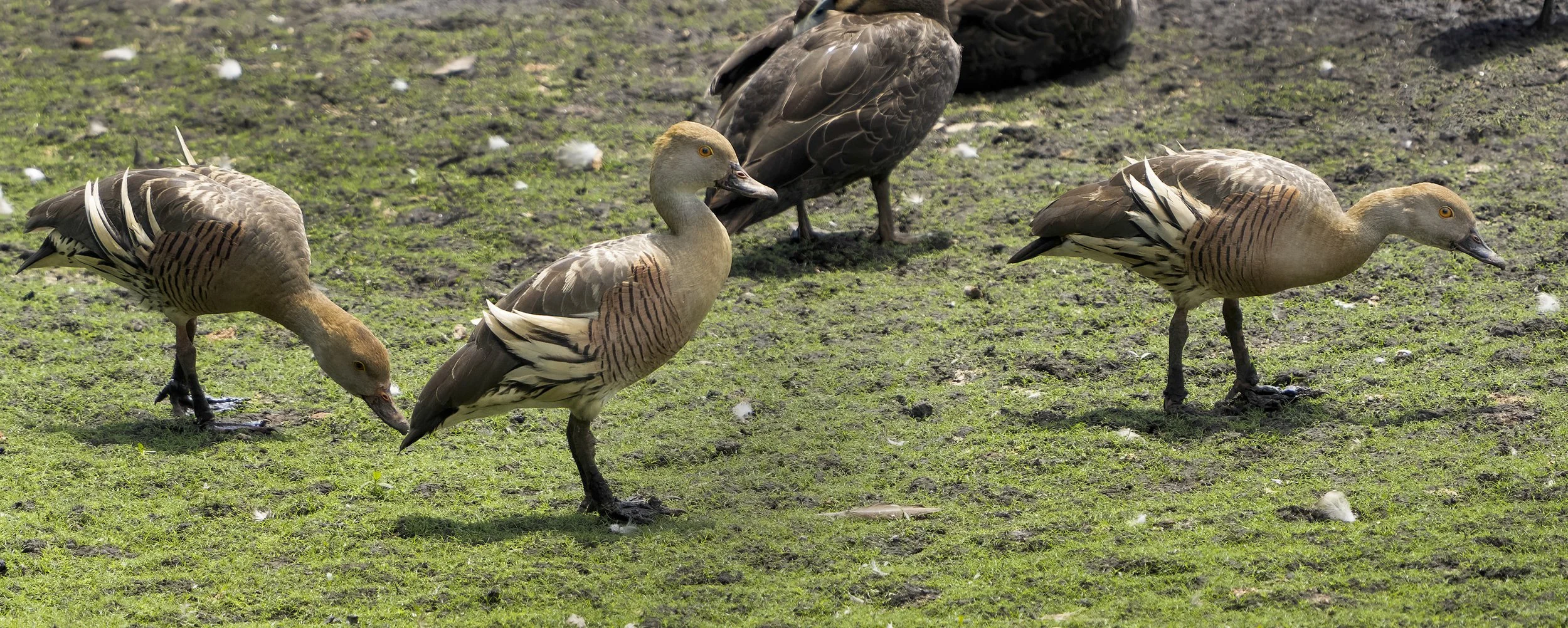 Plumed Whistling Duck