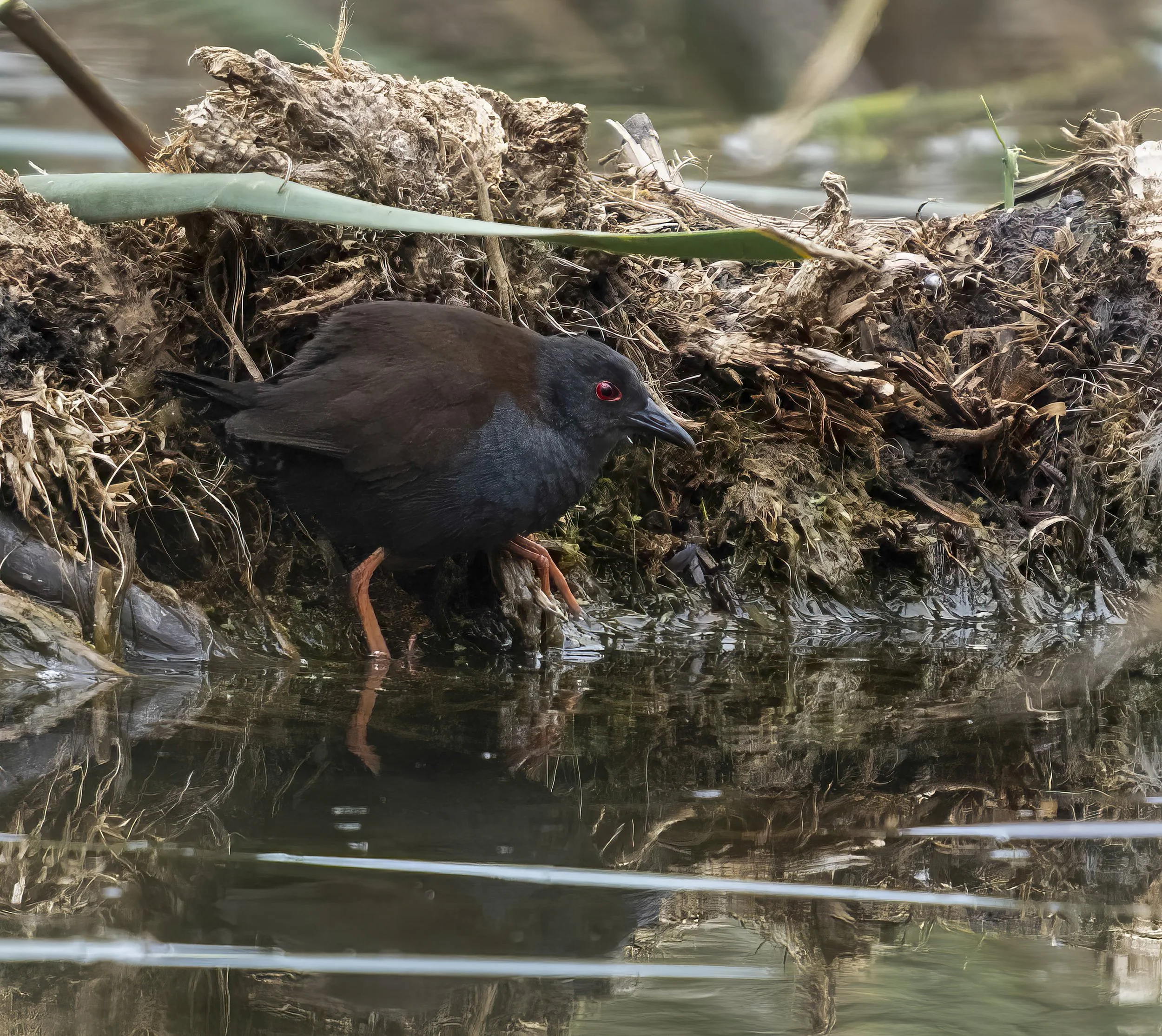 Spotless Crake