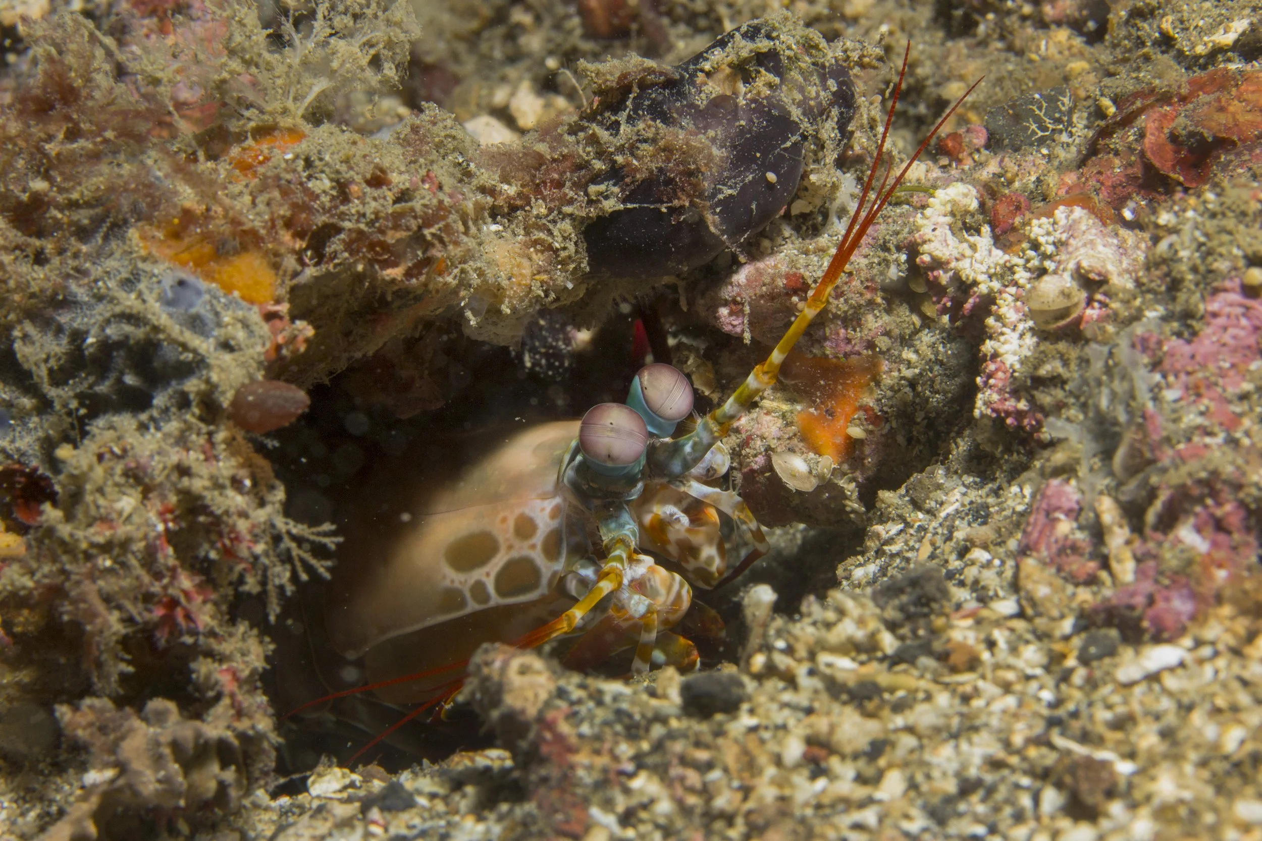 Lembeh_IMG_0263.jpg