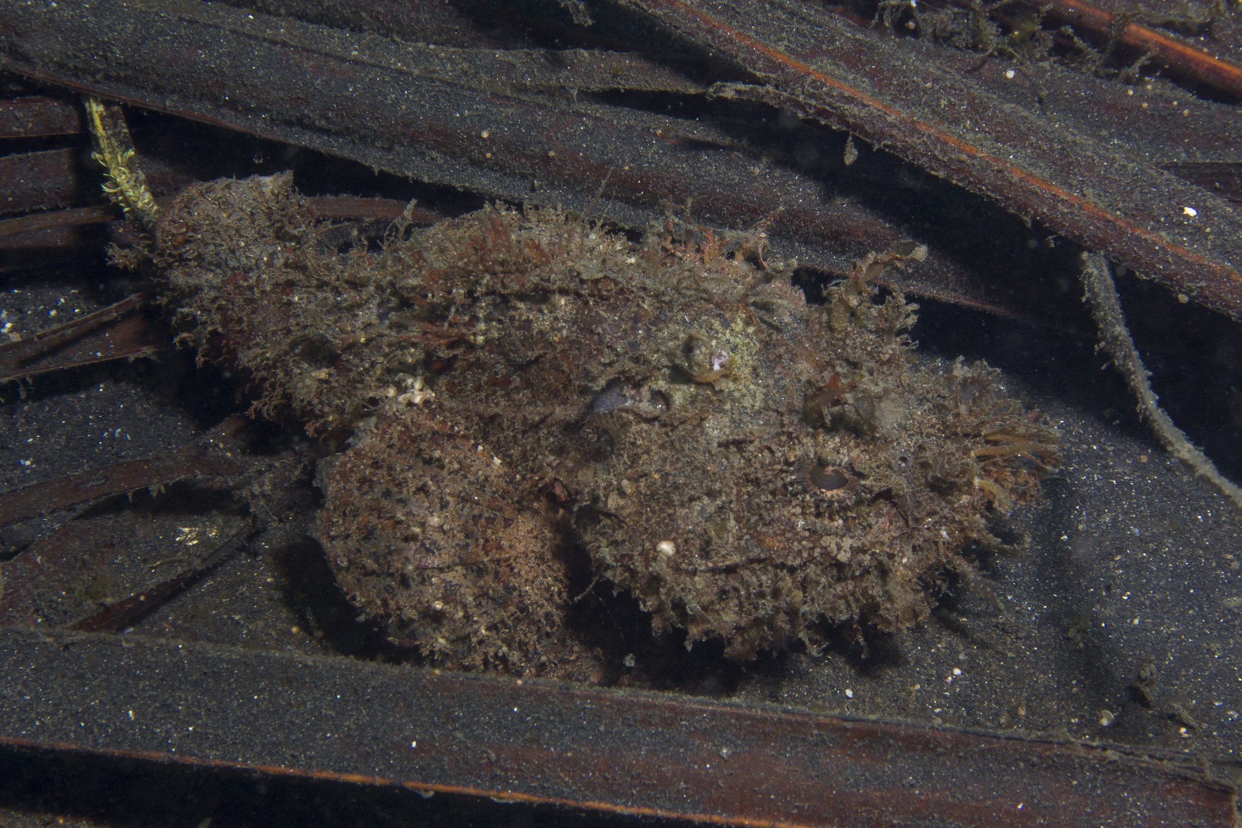 Lembeh_IMG_0376.jpg