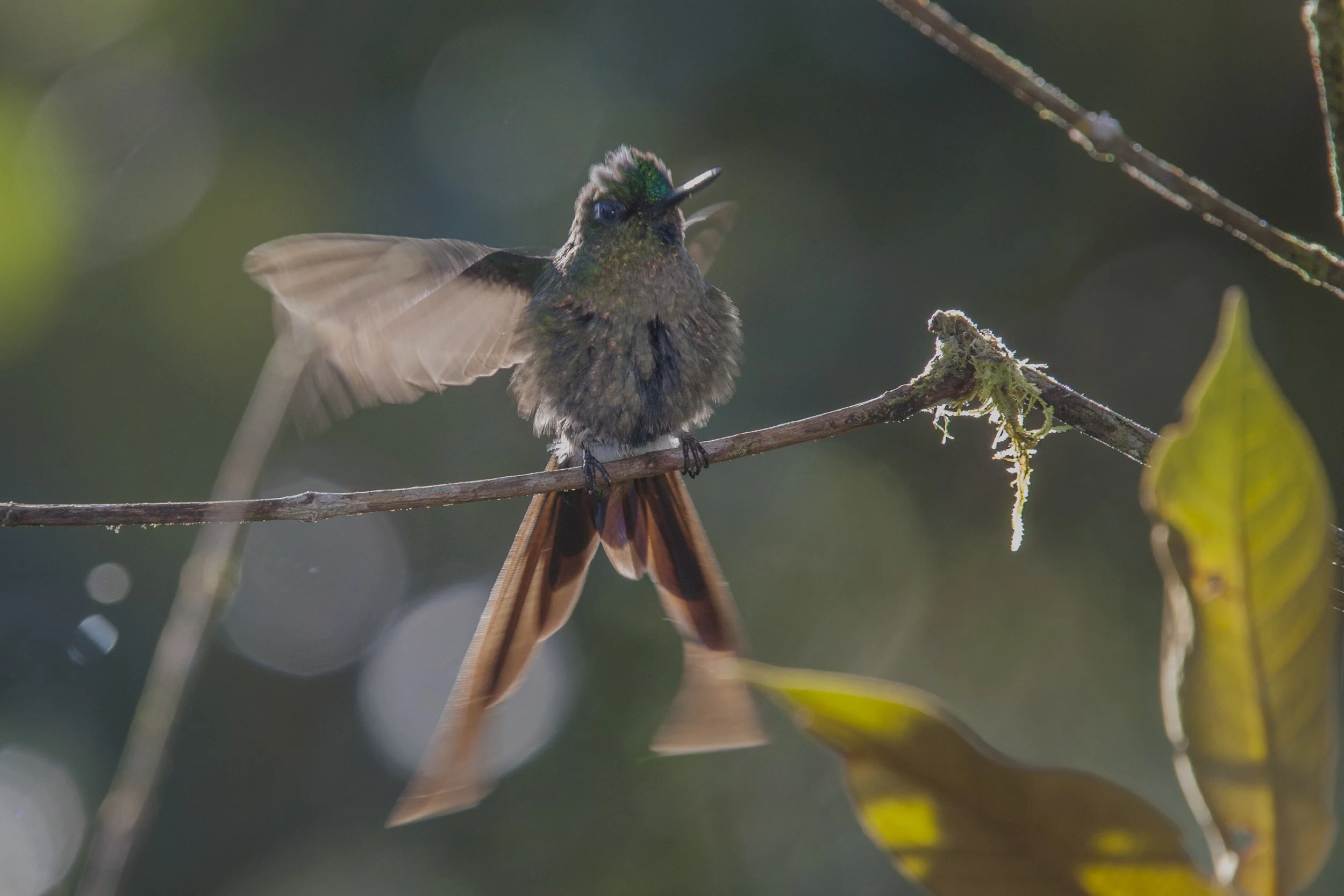 Violet Tailed Sylph
