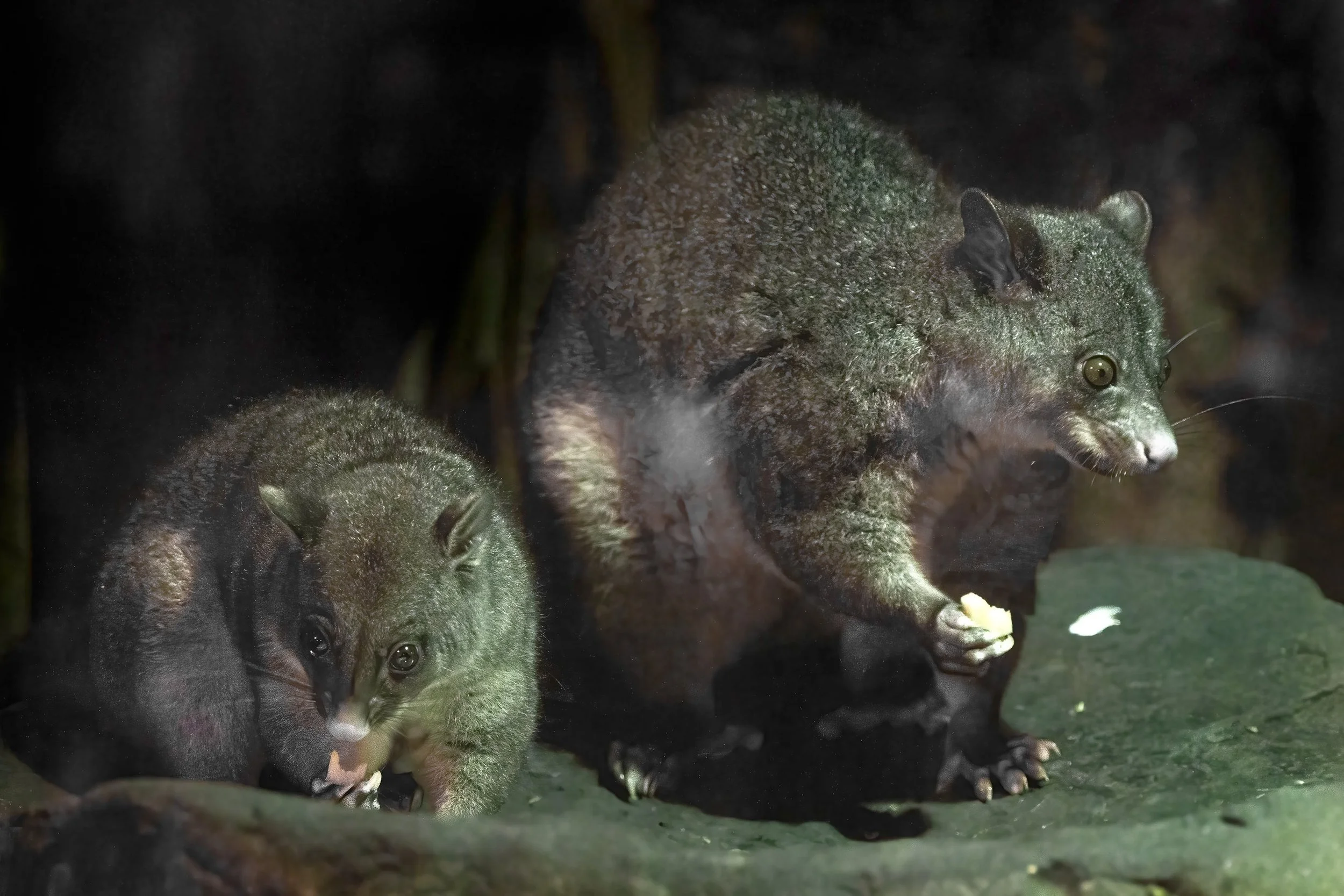 Brush Tailed Possum