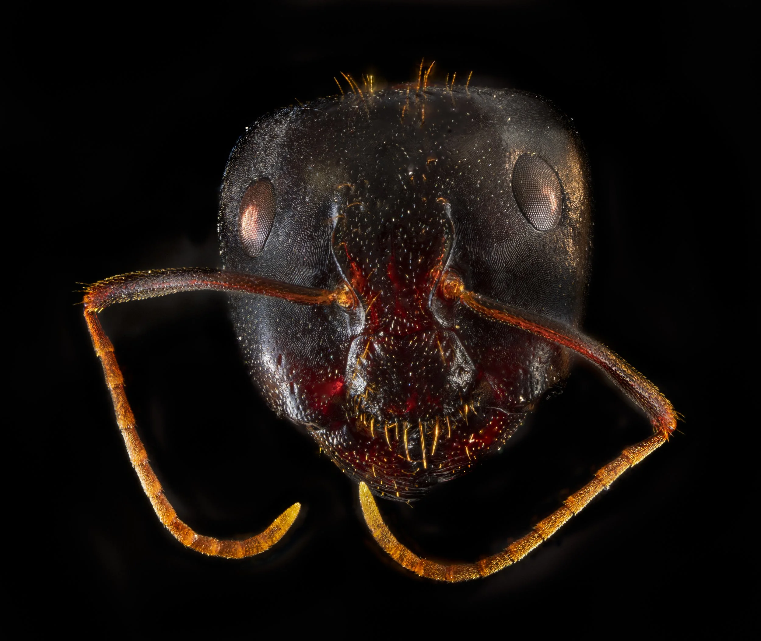 ant_5.jpg