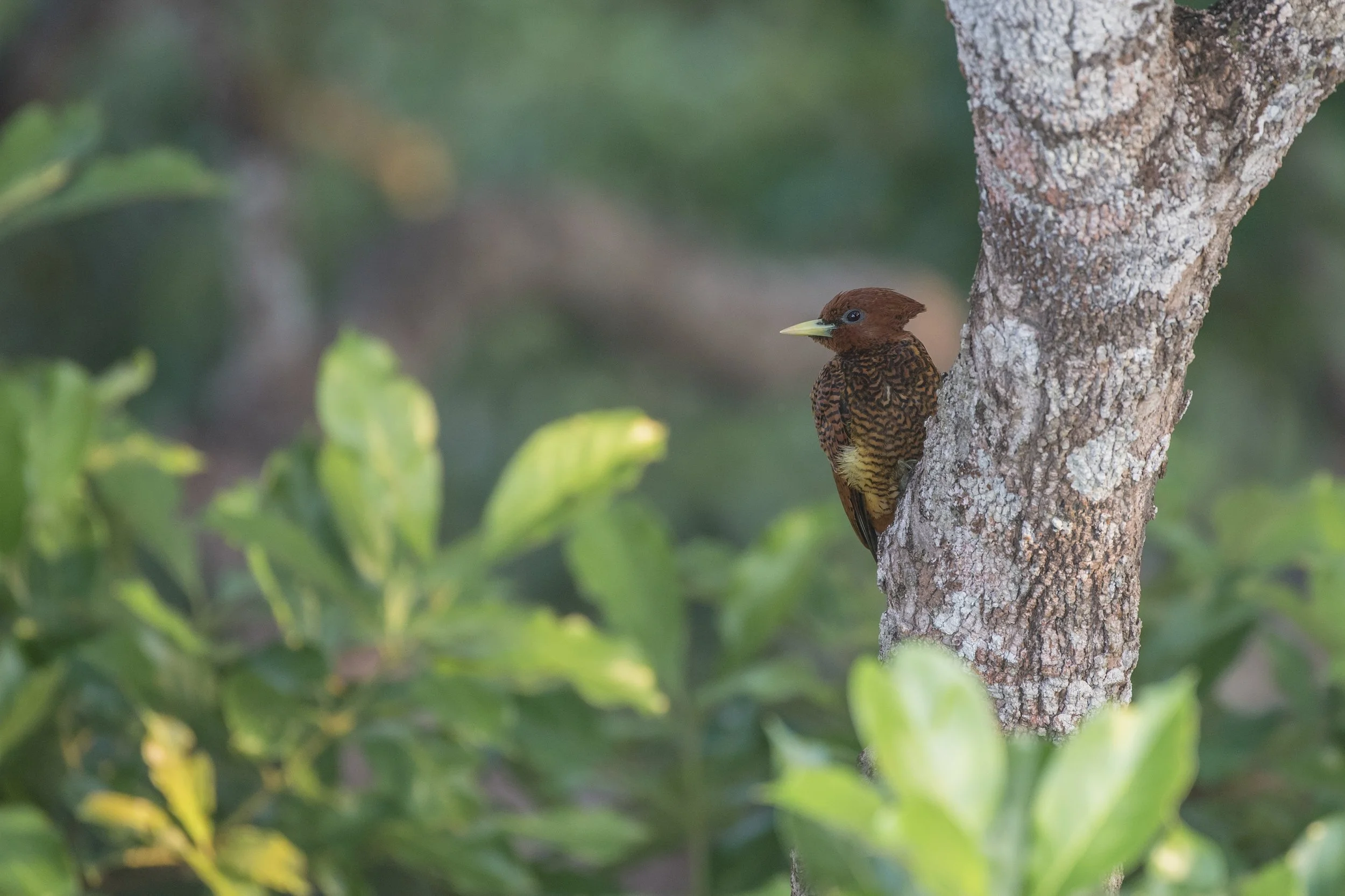 Scaly Breasted Woodpecker