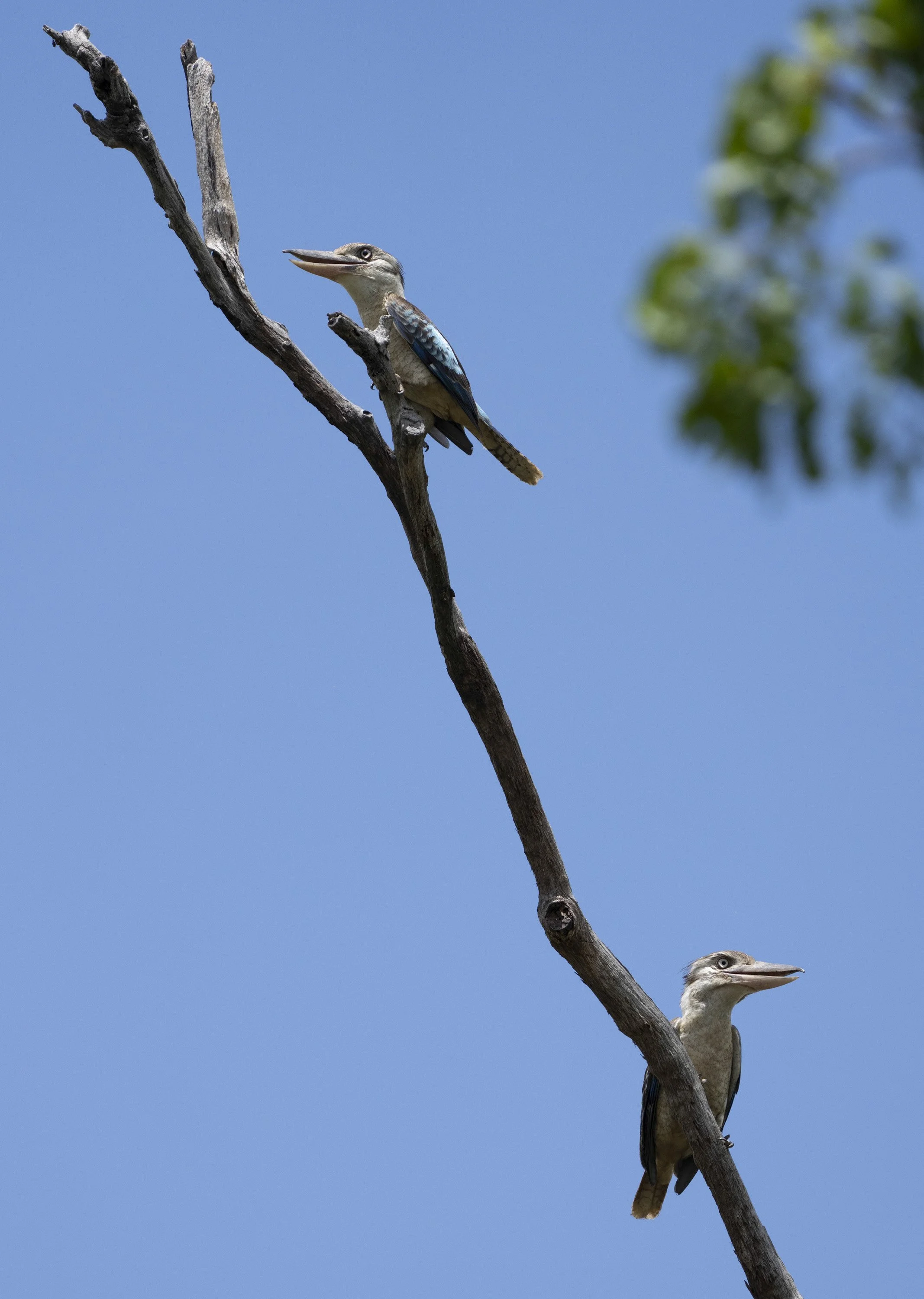Blue Winged Kookaburra
