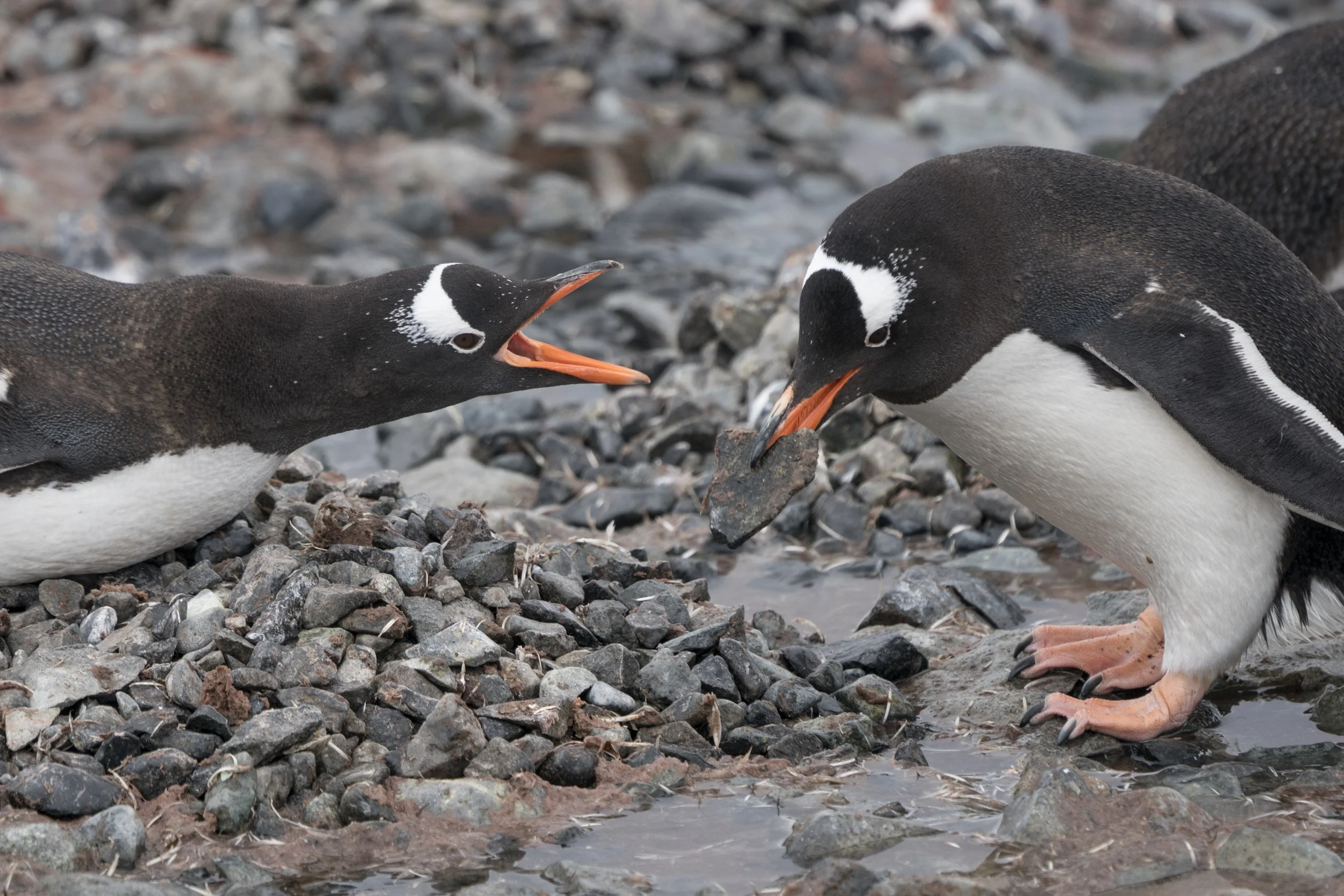 Gentoo Penguin