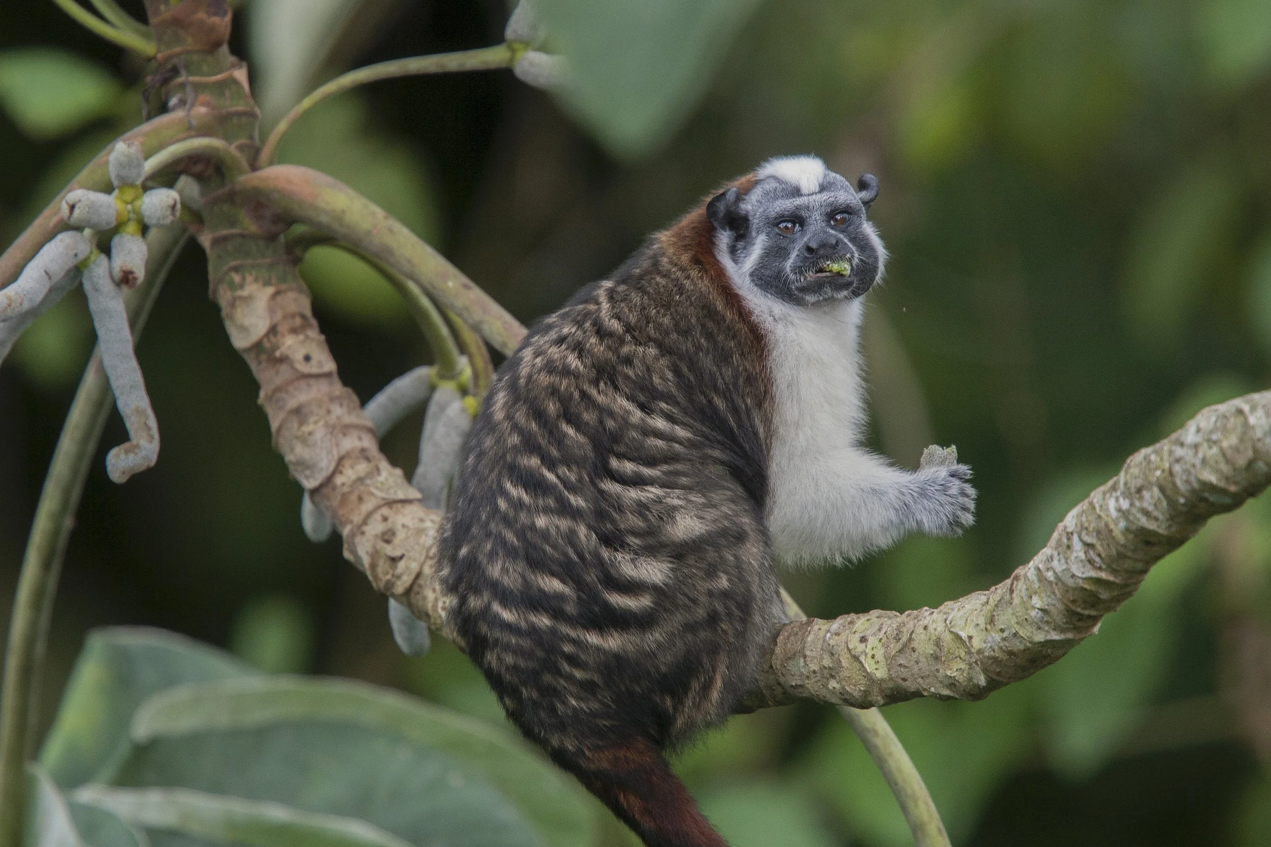Geoffroy's Tamarin, Panama