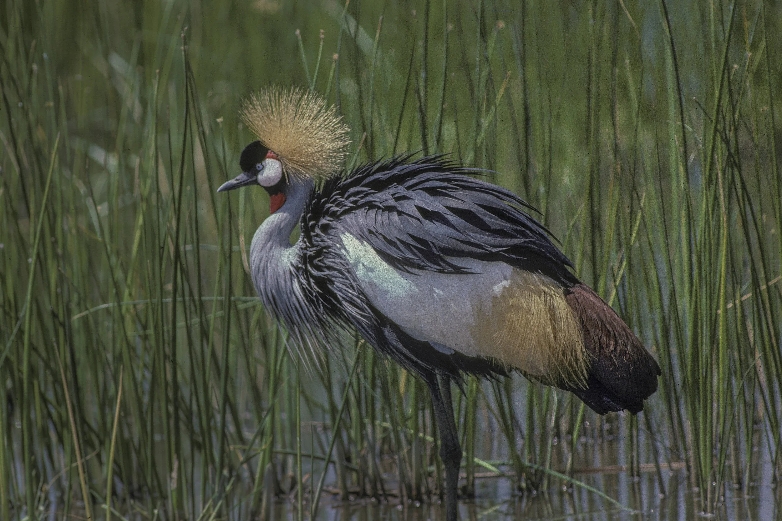 Grey Crowned Crane
