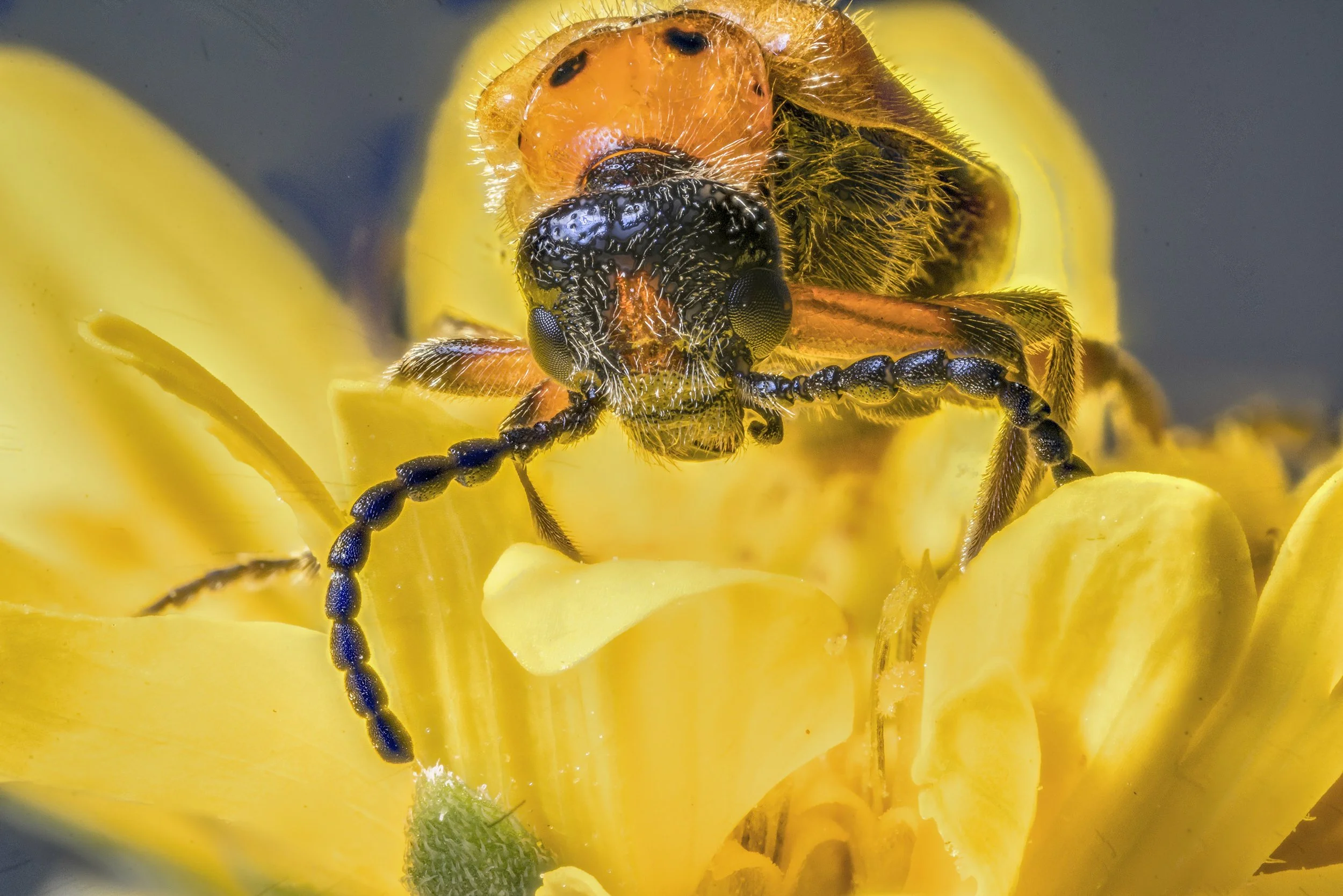 beetle_080615_7-Edit-Edit.jpg