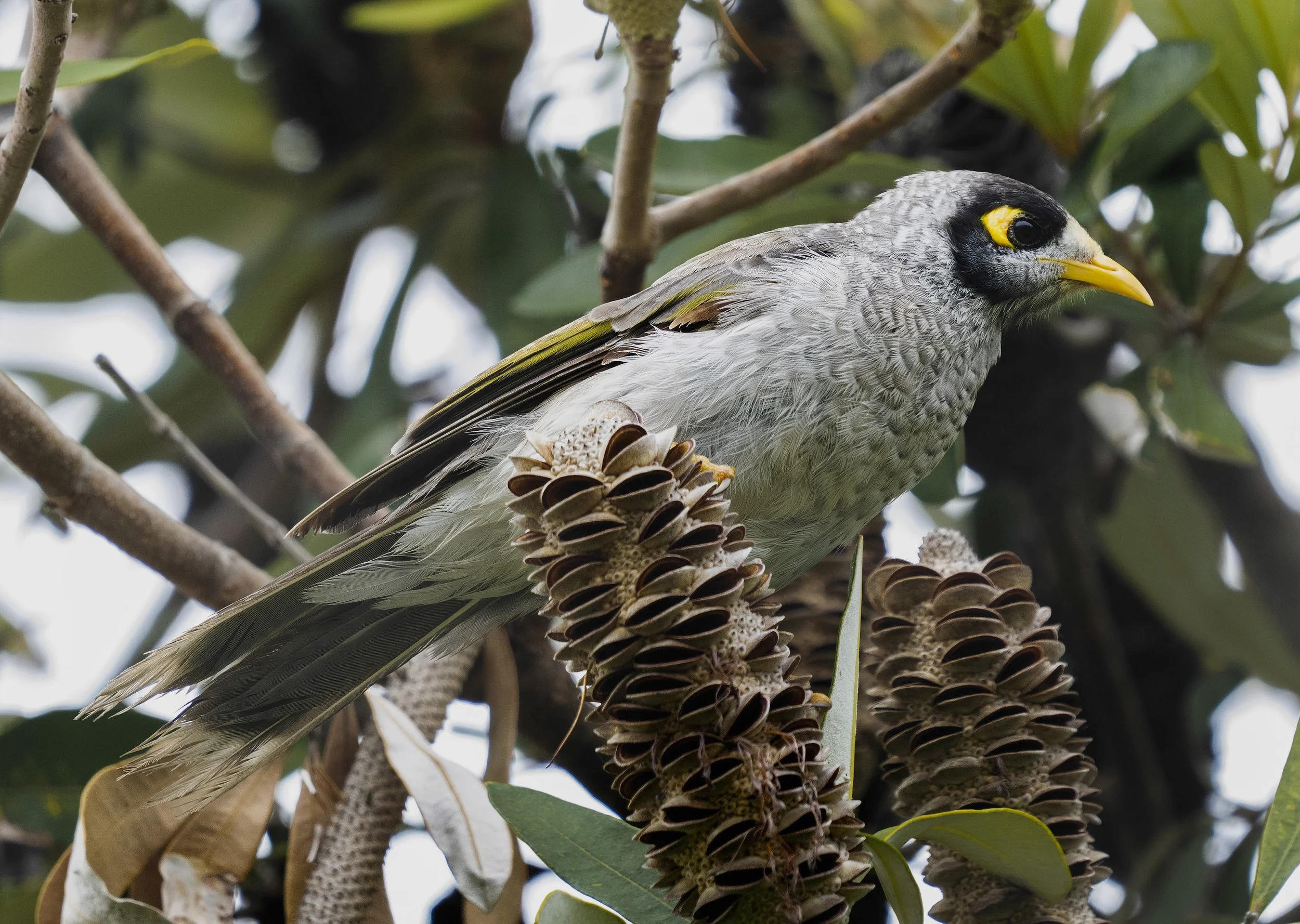 Noisy Miner
