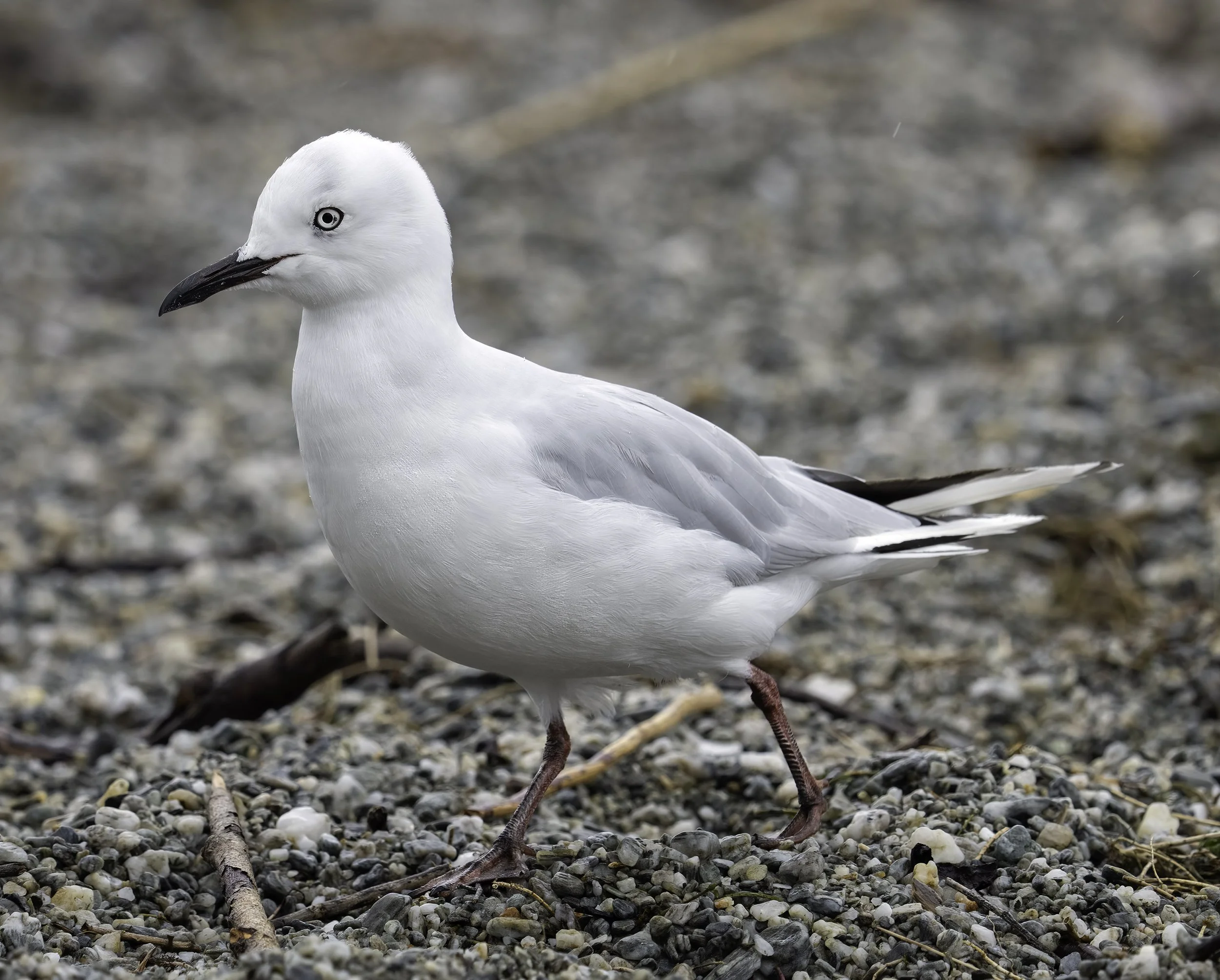 Black Billed Gull