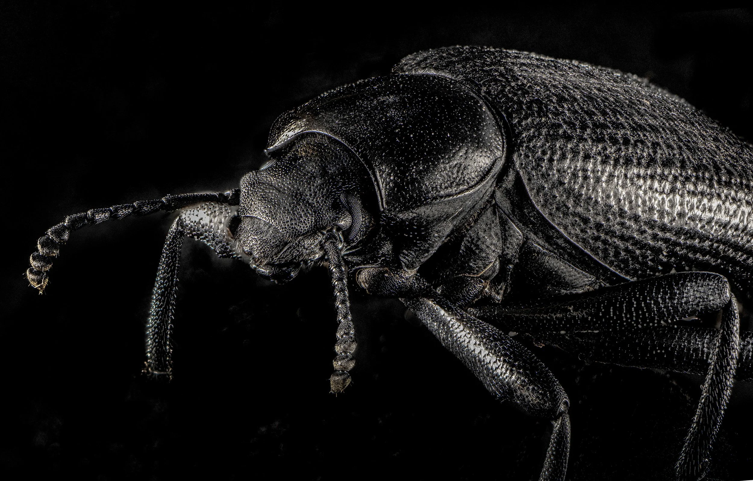 Darkling_beetle_Cryptoglossa_muricata?.jpg