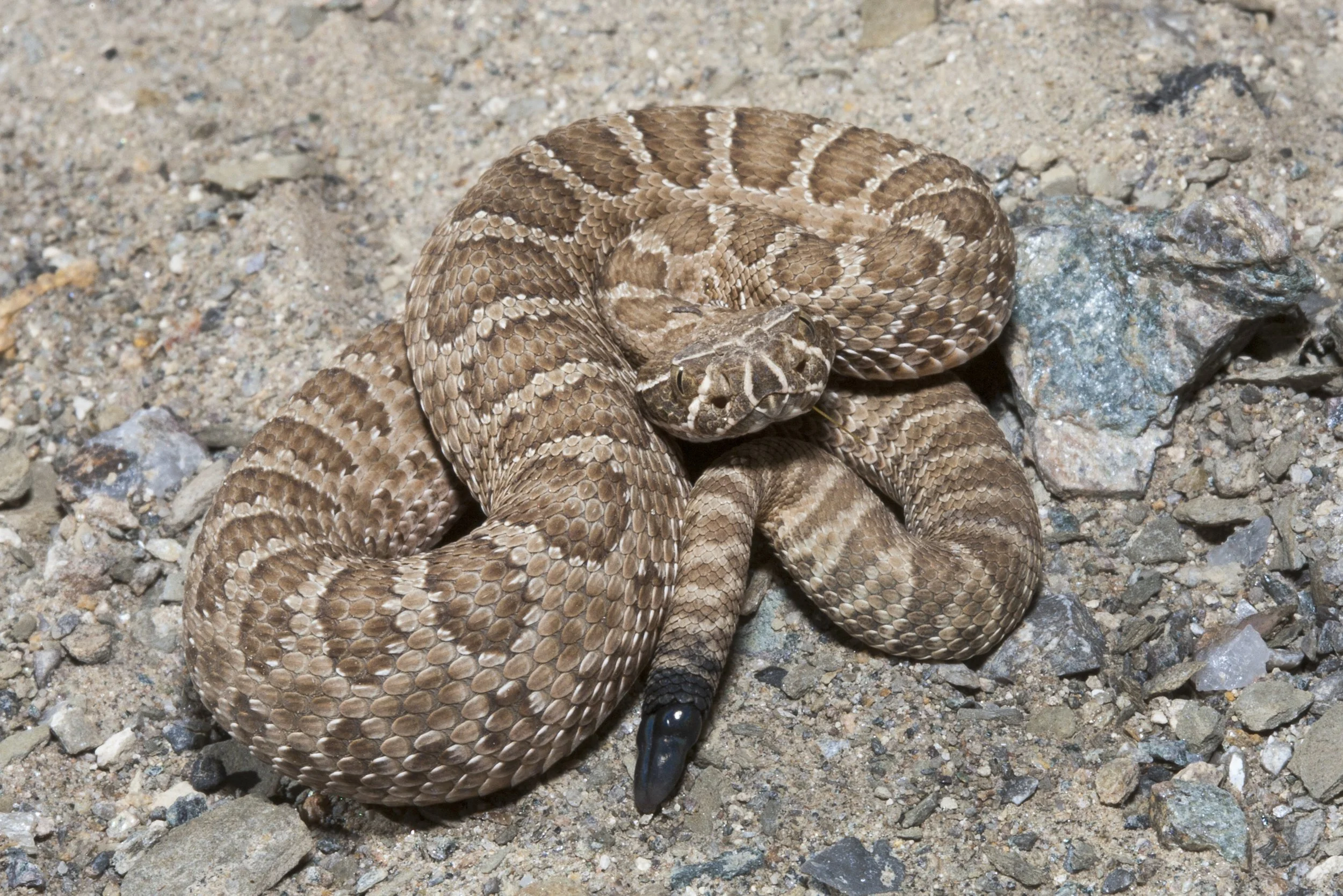 Western Rattlesnake, NM