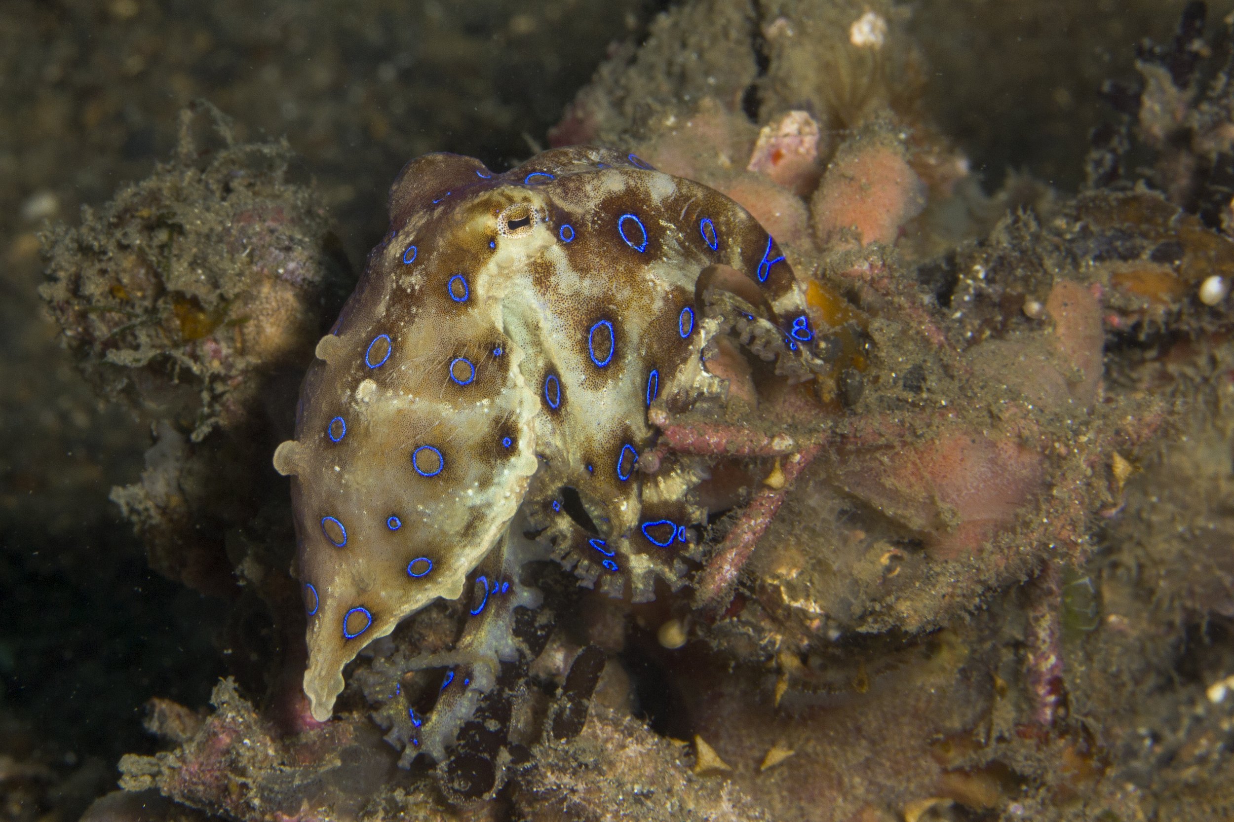 Lembeh_IMG_0115.jpg