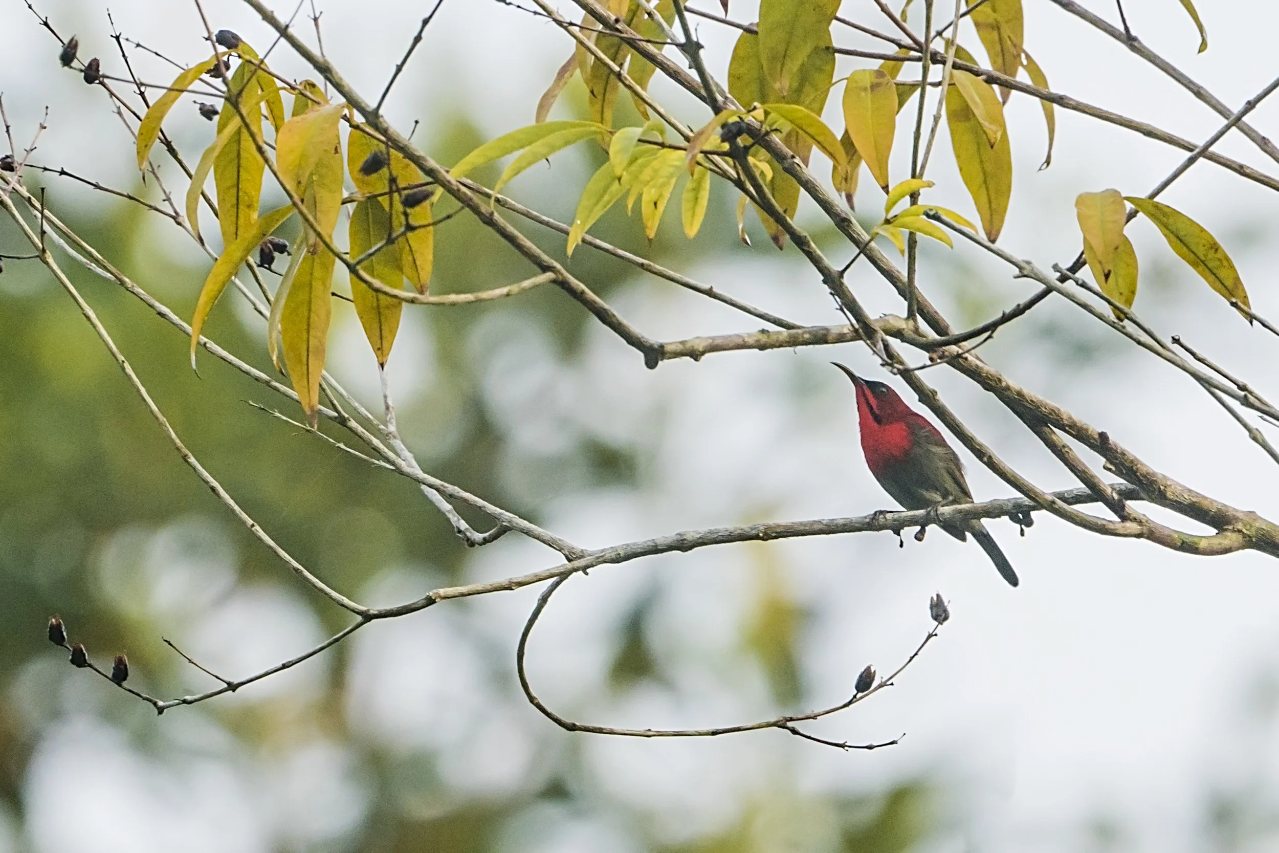 Crimson Sunbird
