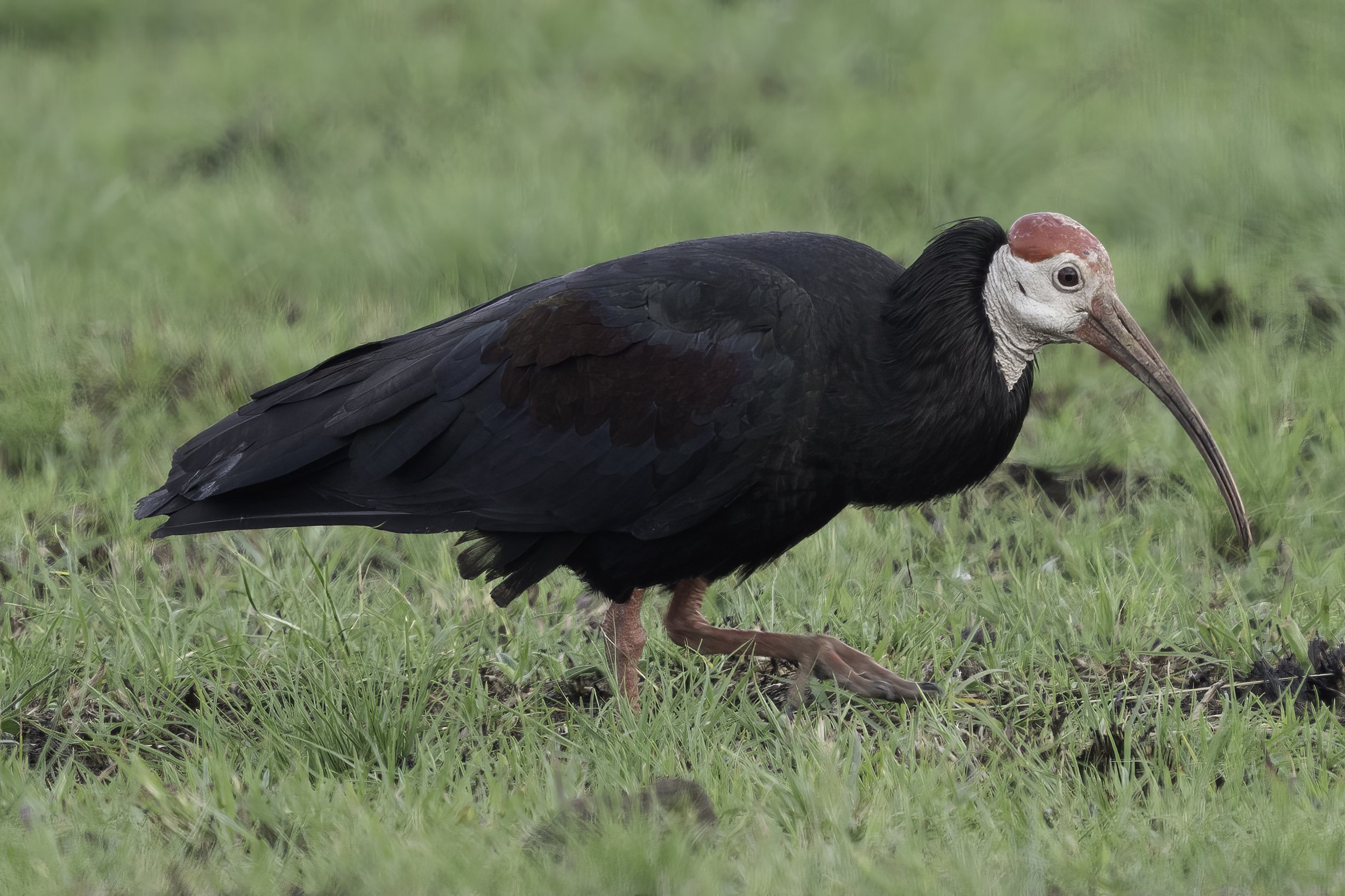 Southern Bald Ibis