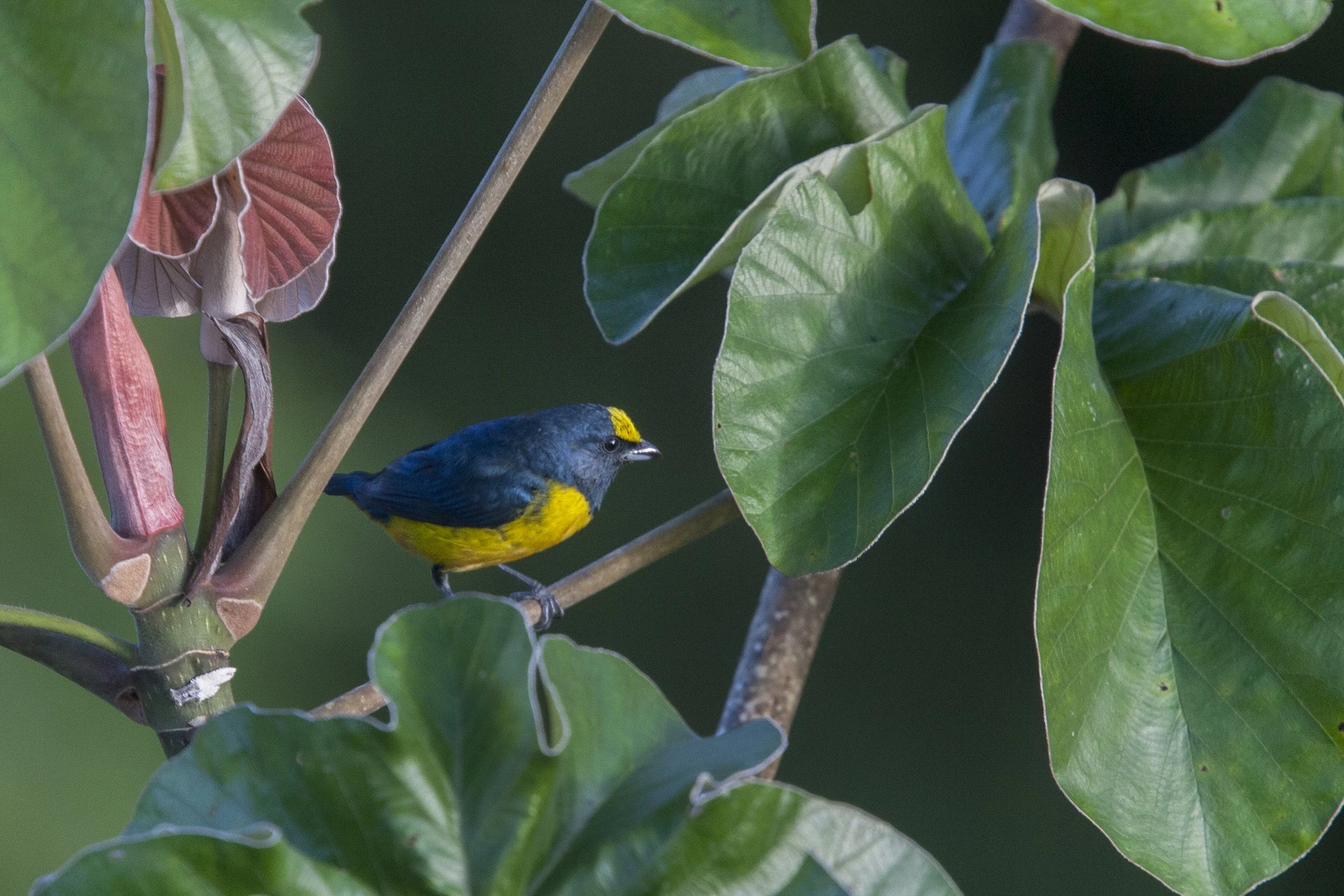  Fulvous Vented Euphonia