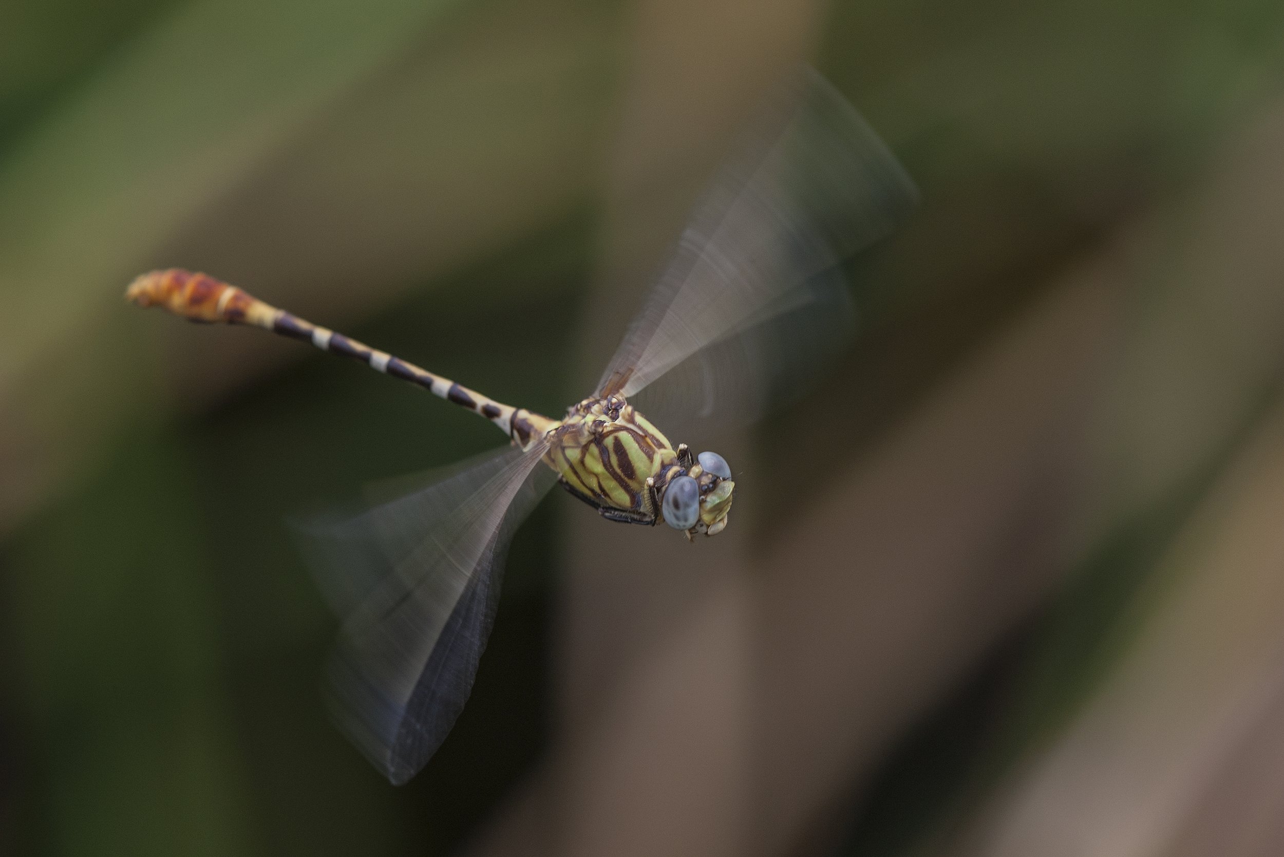 Eastern Ringtail (Erpetogomphus designatus)_DS3_7954.jpg