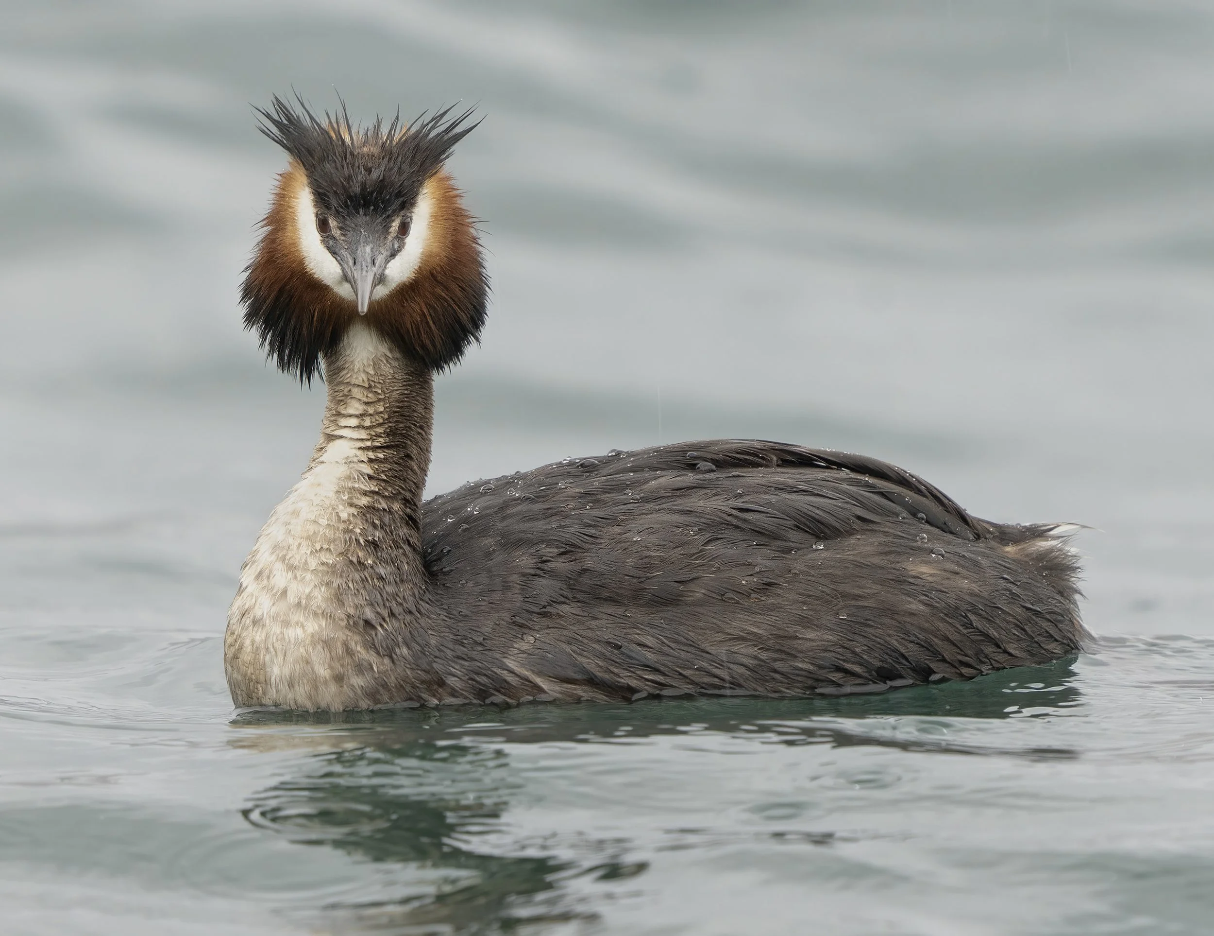 Great Crested Grebe