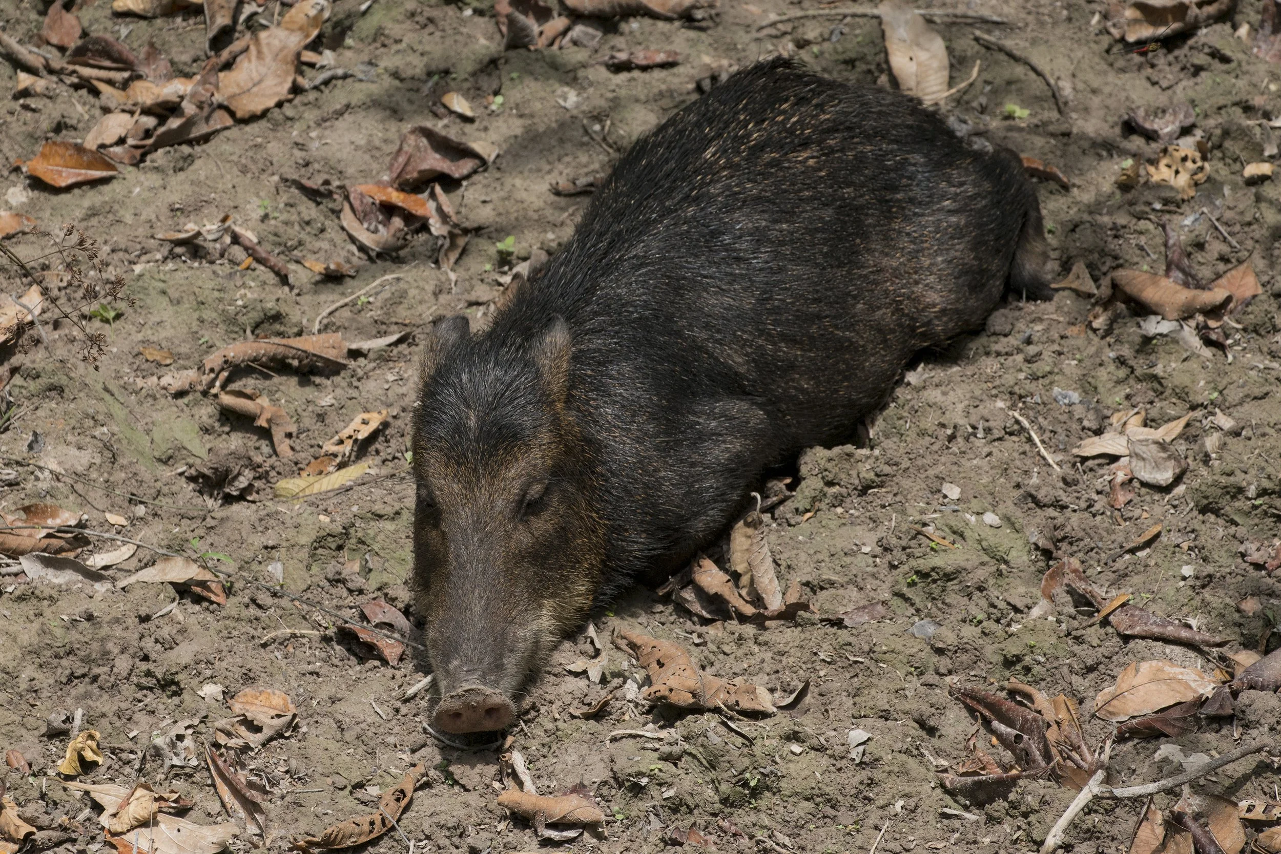 White Lipped Pecary, Brazil