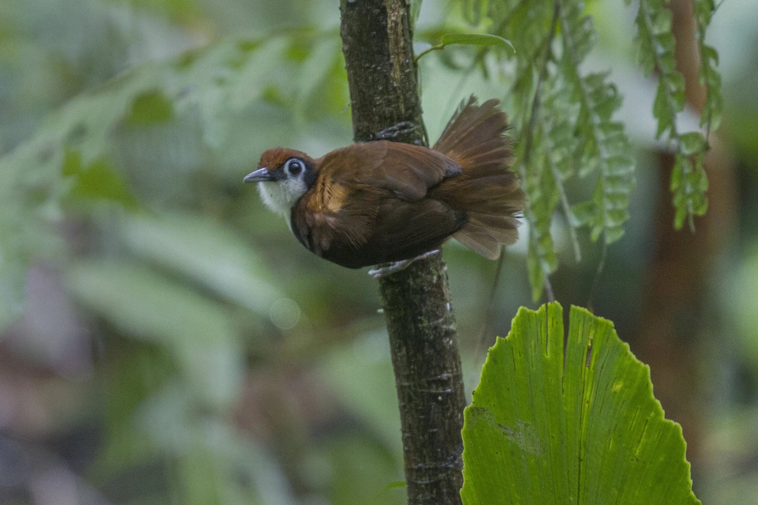 Bicolored Antbird