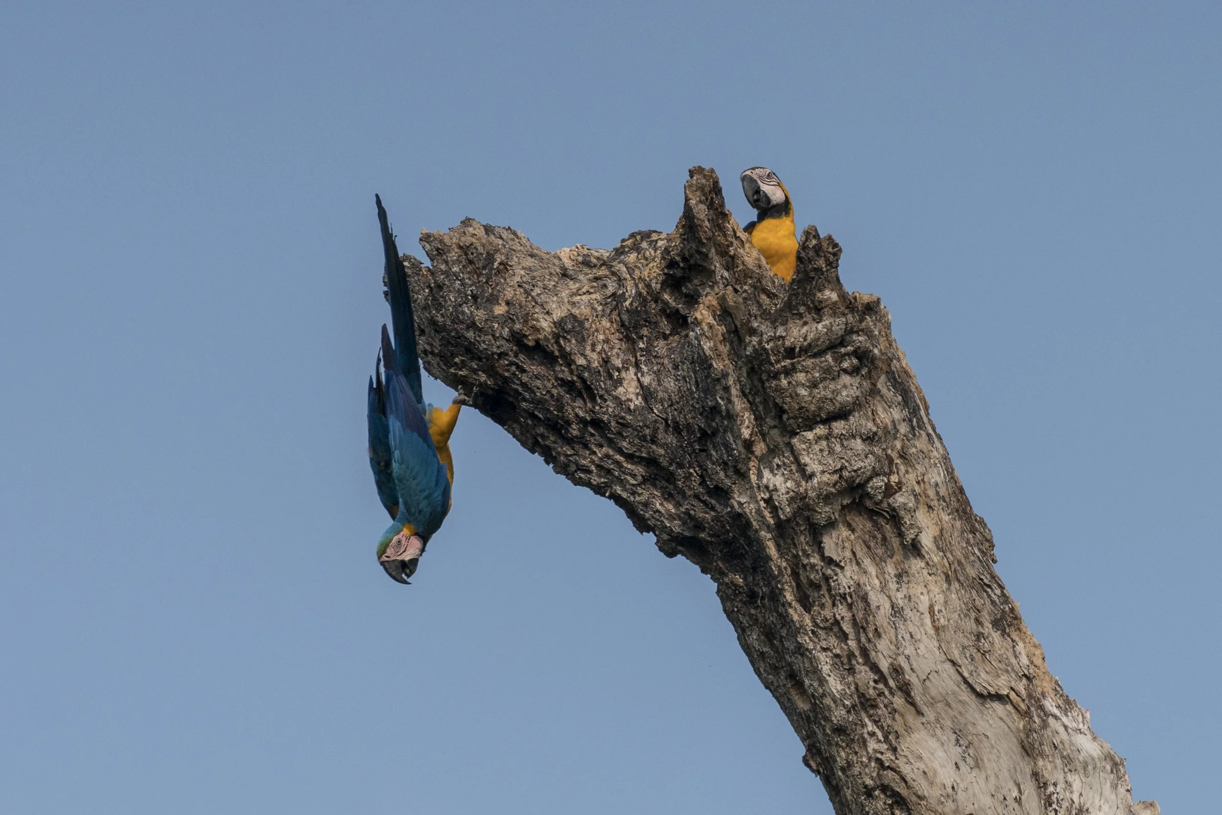 Blue and Yellow Macaw