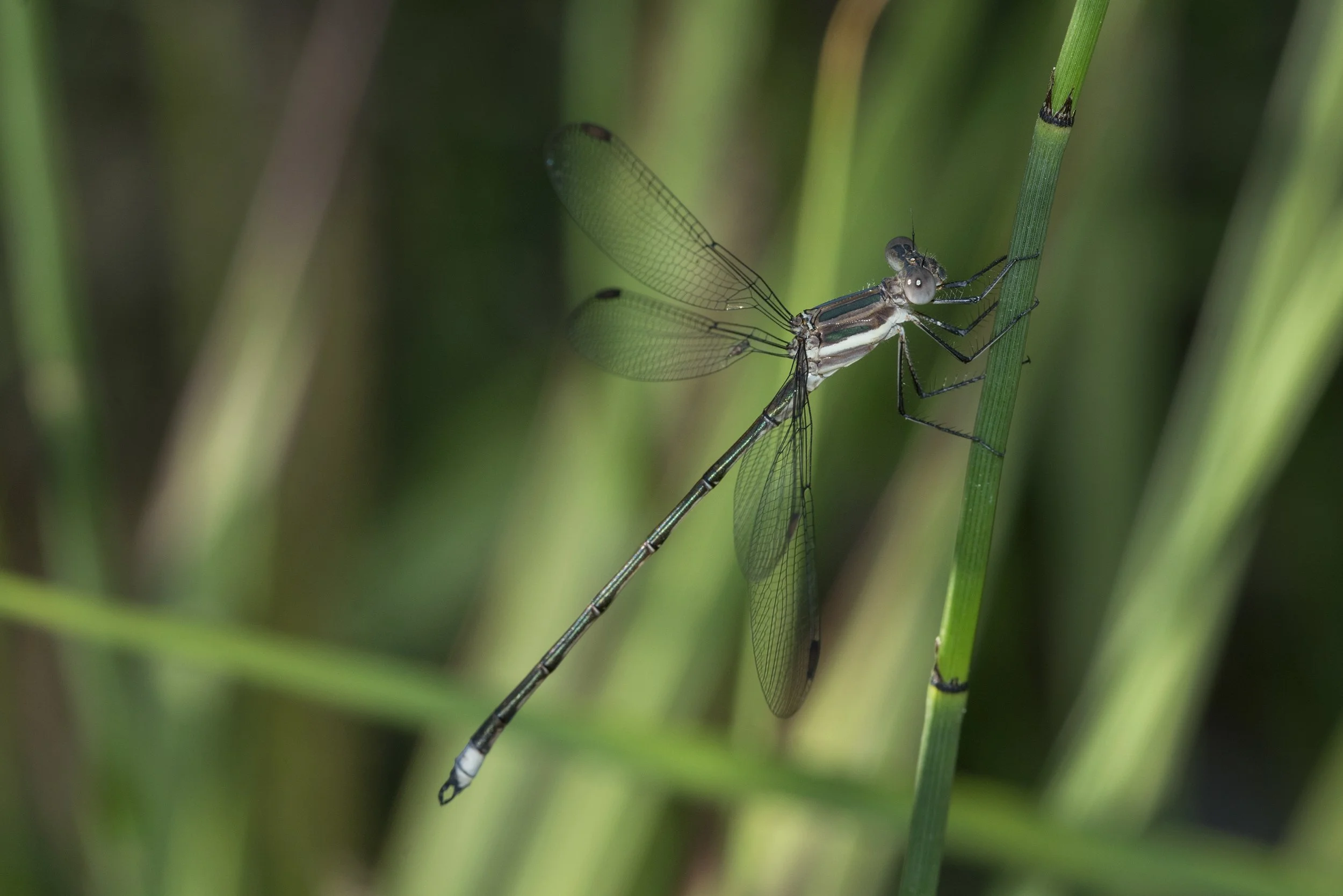 Great Spreadwing (Archilestes Grandis)_DSC00987.jpg