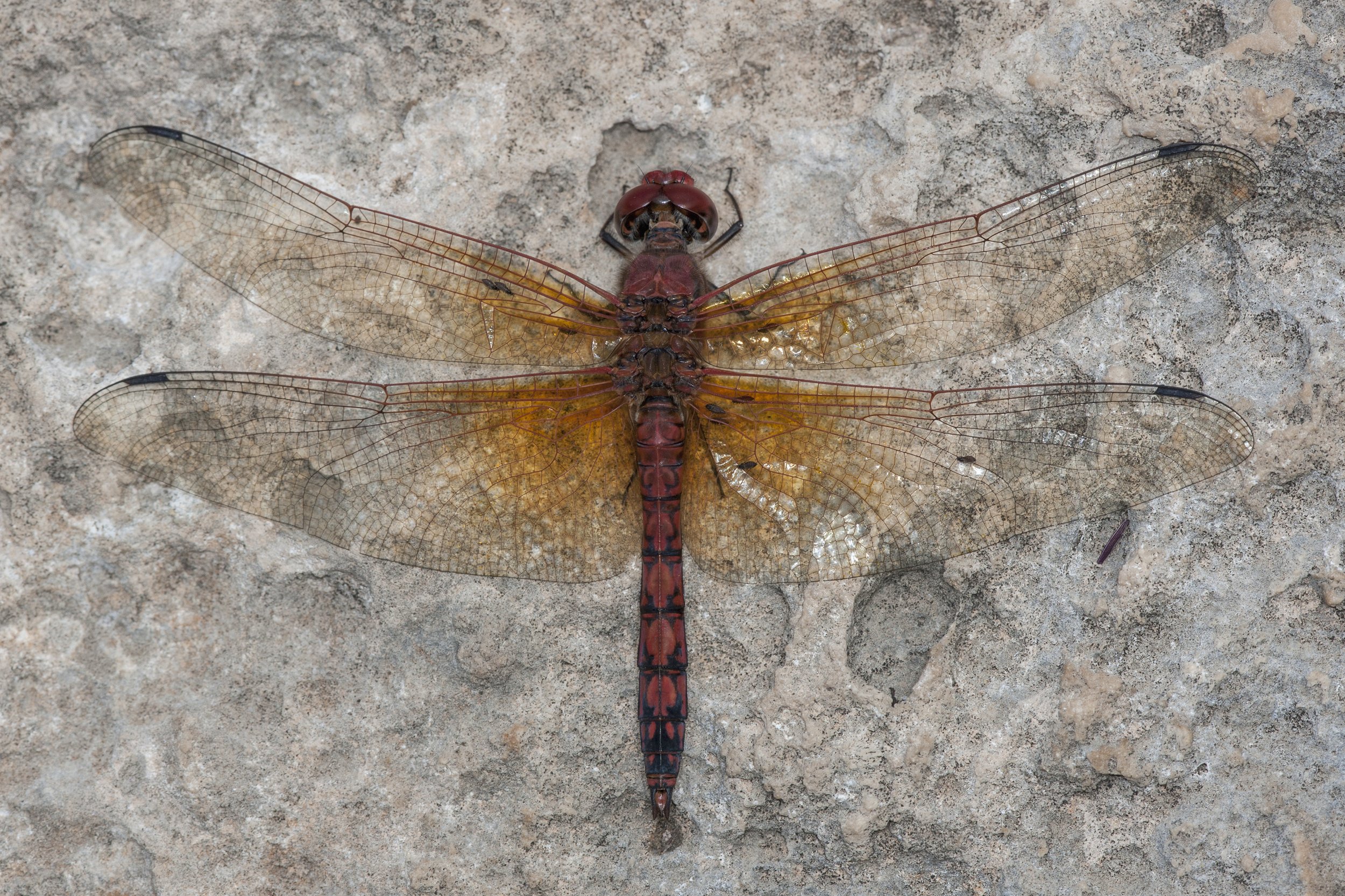 Red Rock Skimmer (Palothemis lineatipes)_DS3_8566.jpg