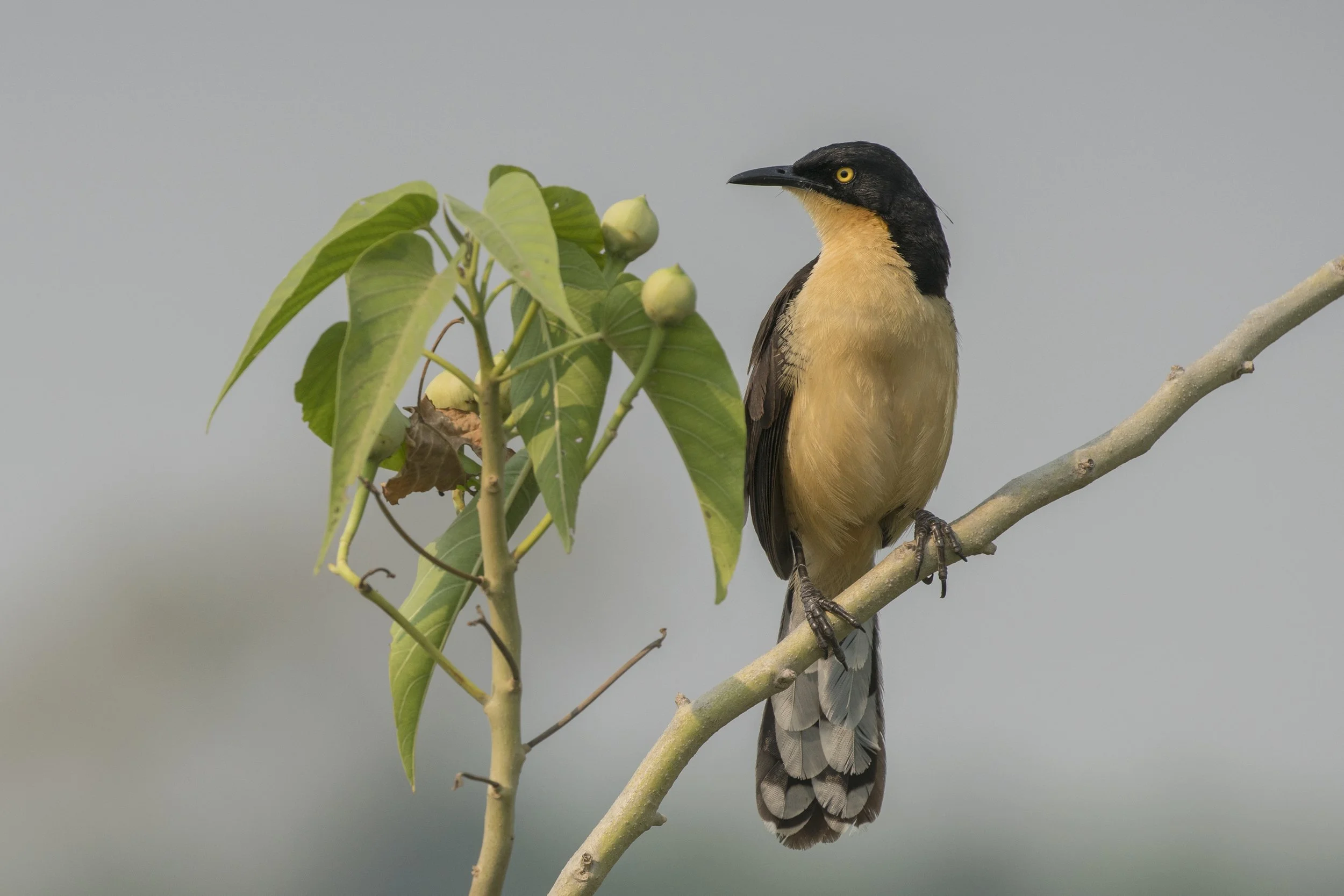 Black Capped Donacobius