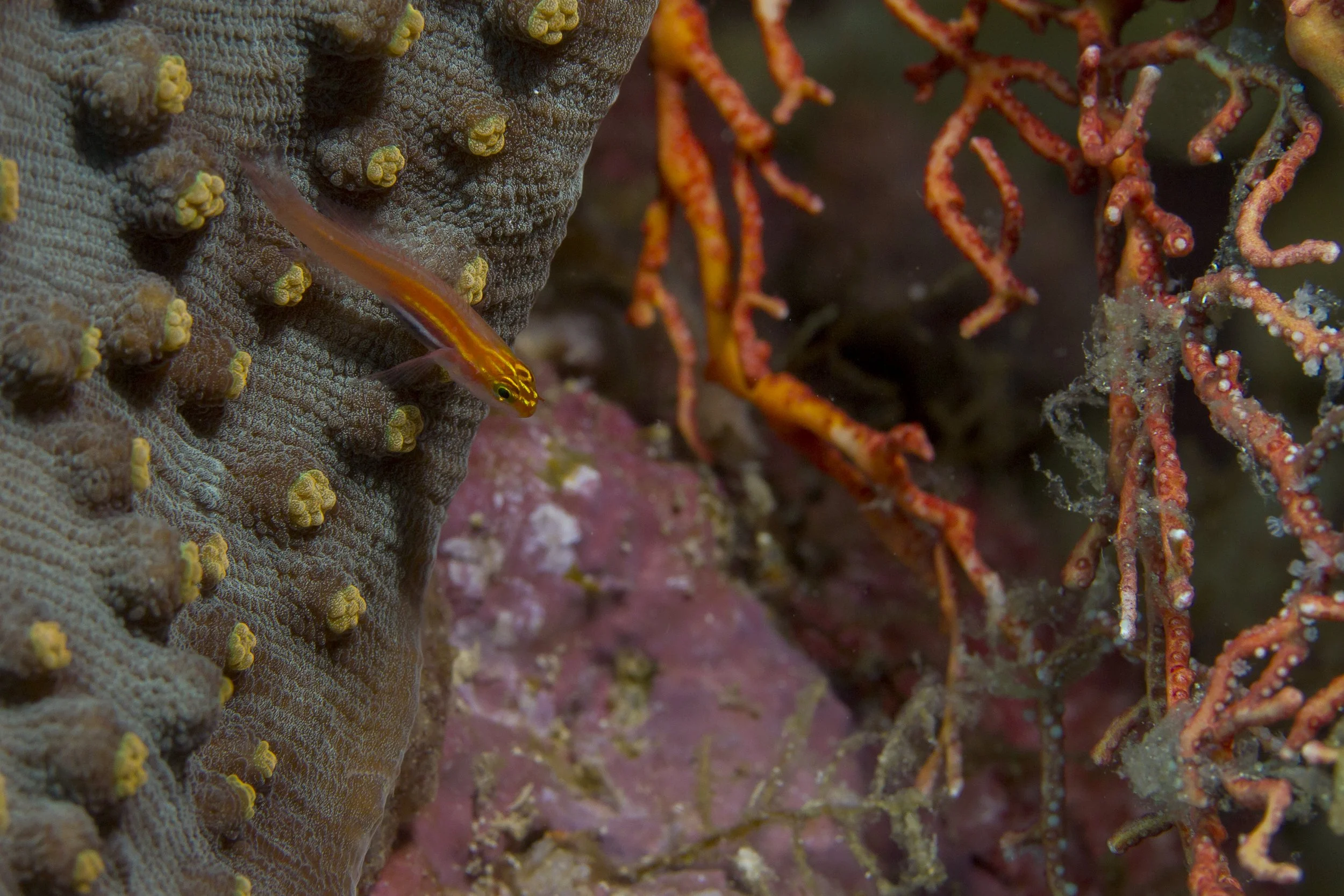 Halmahera_IMG_1989.jpg