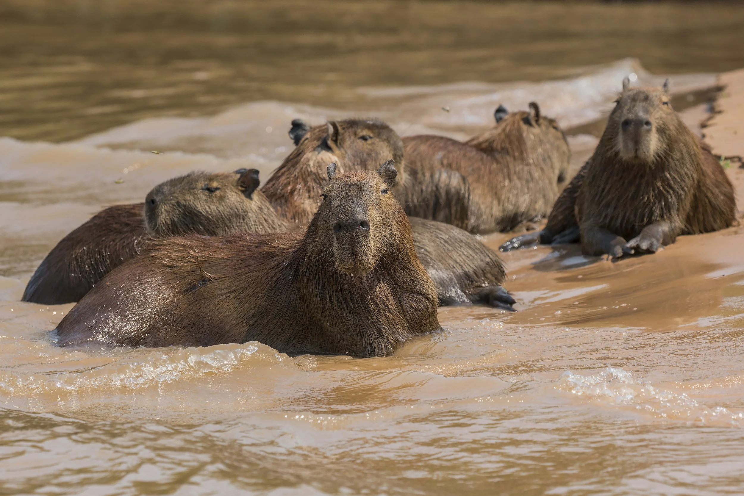 Capybara, Brazil