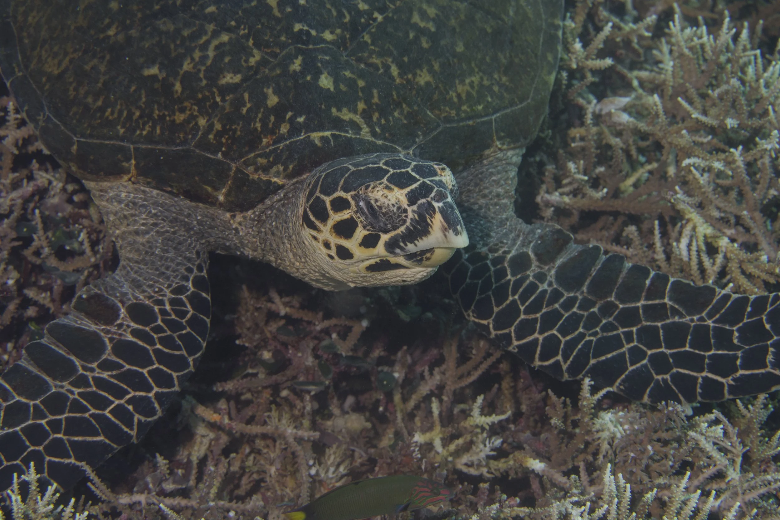 Komodo_DSC05697.jpg