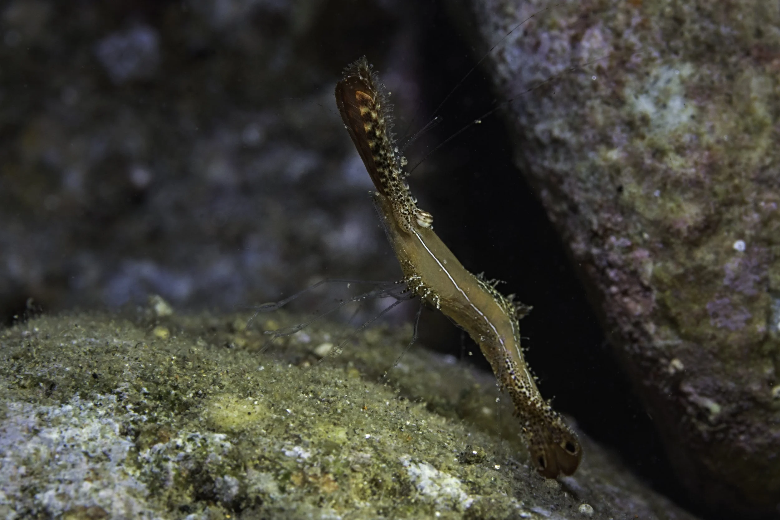 Ambon_DSC01957.jpg