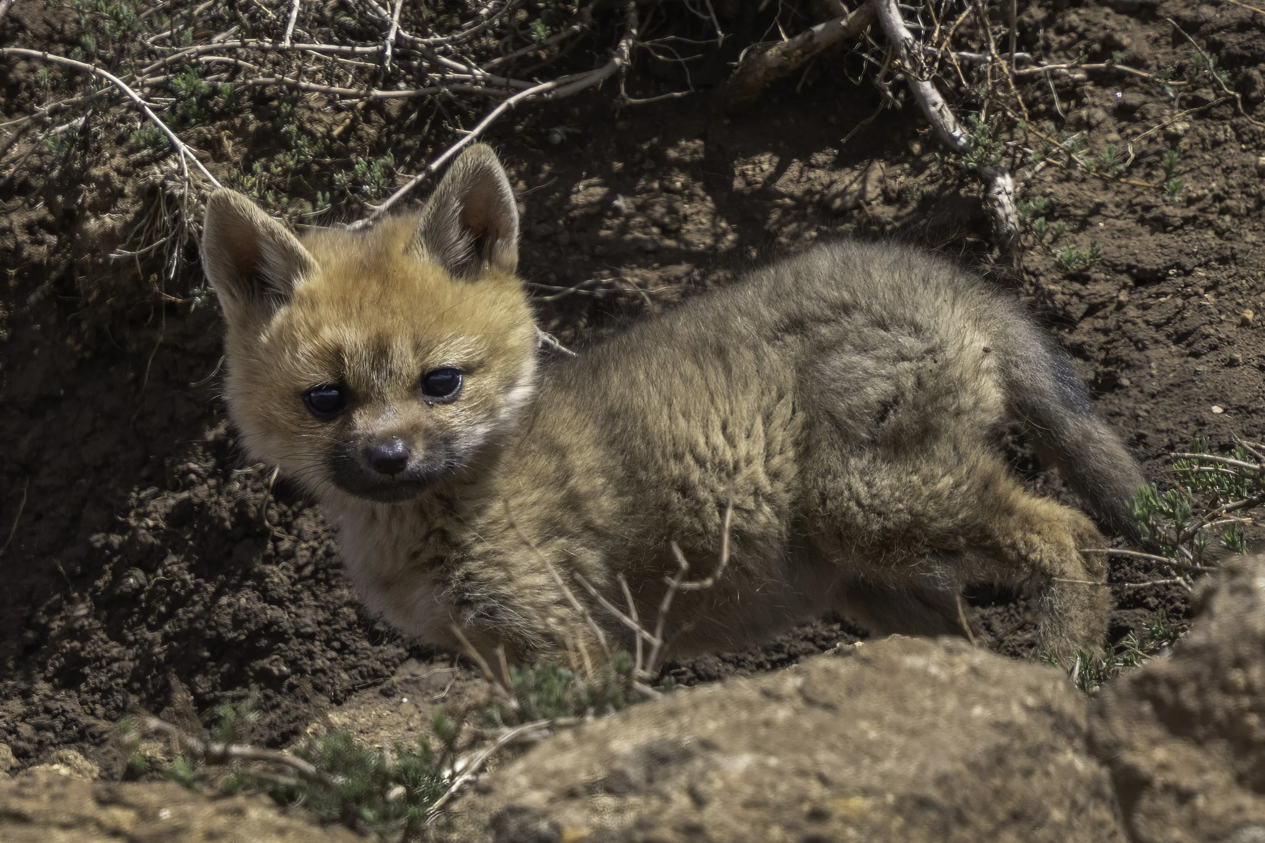 Cape Fox