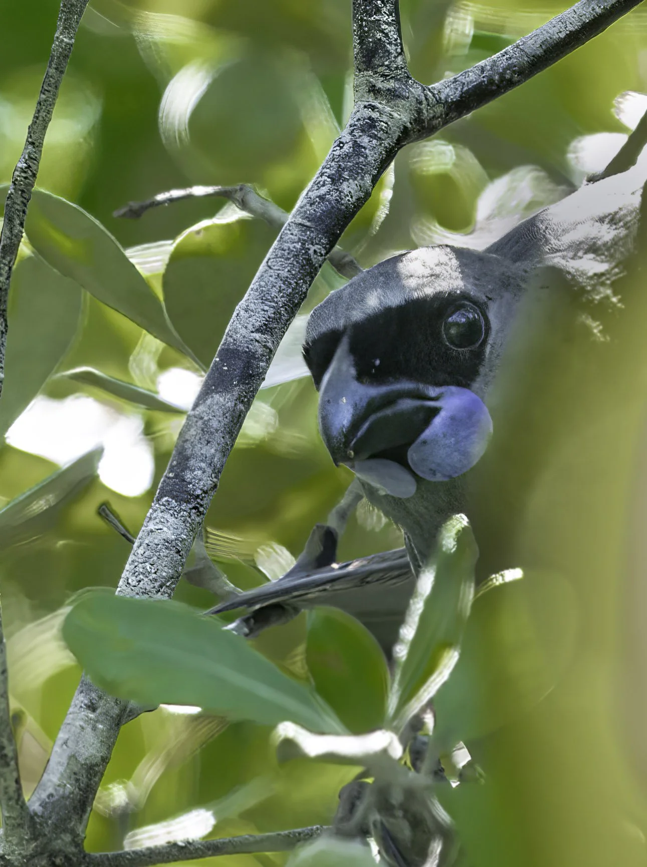 North Island Kokako