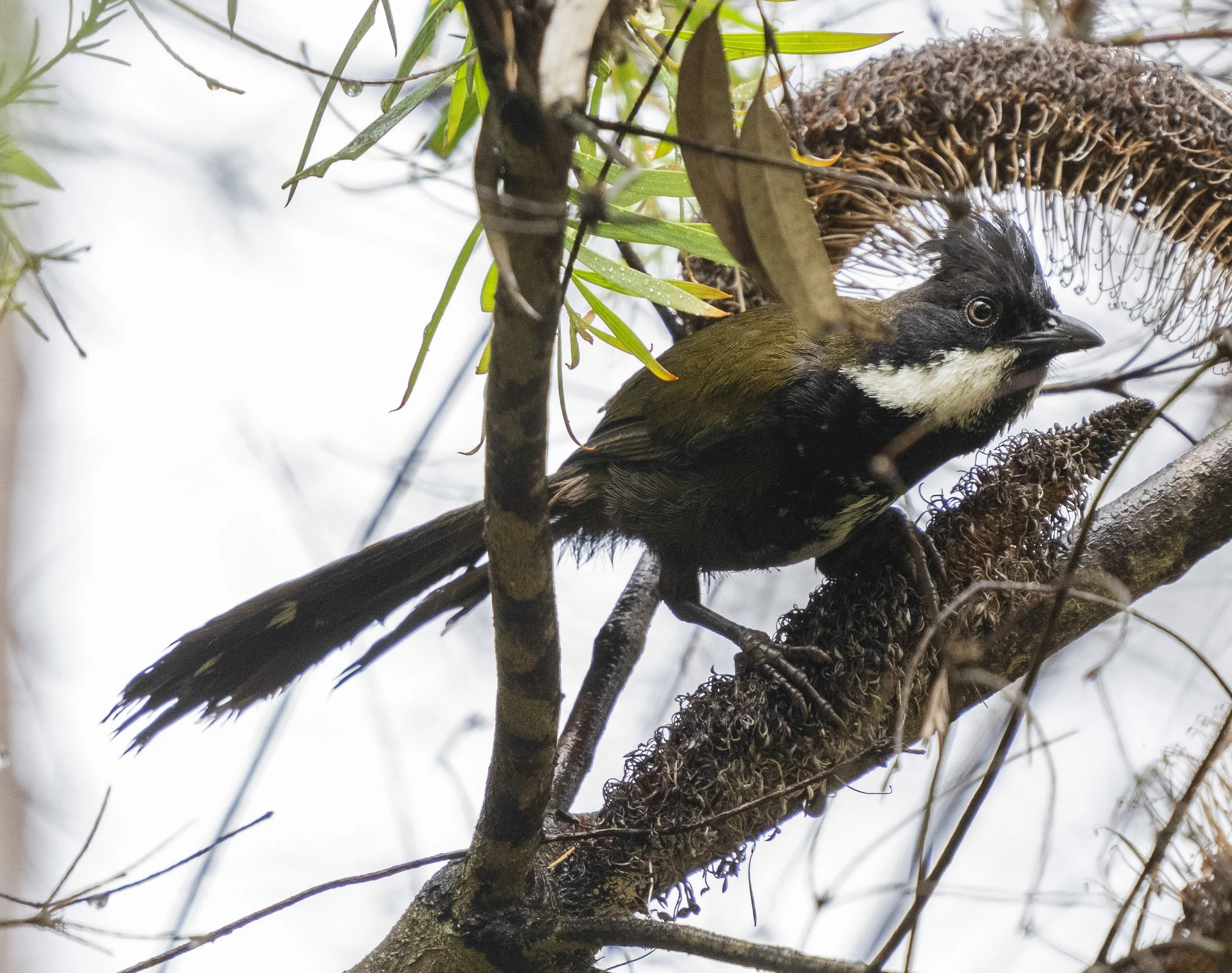 Eastern Whipbird
