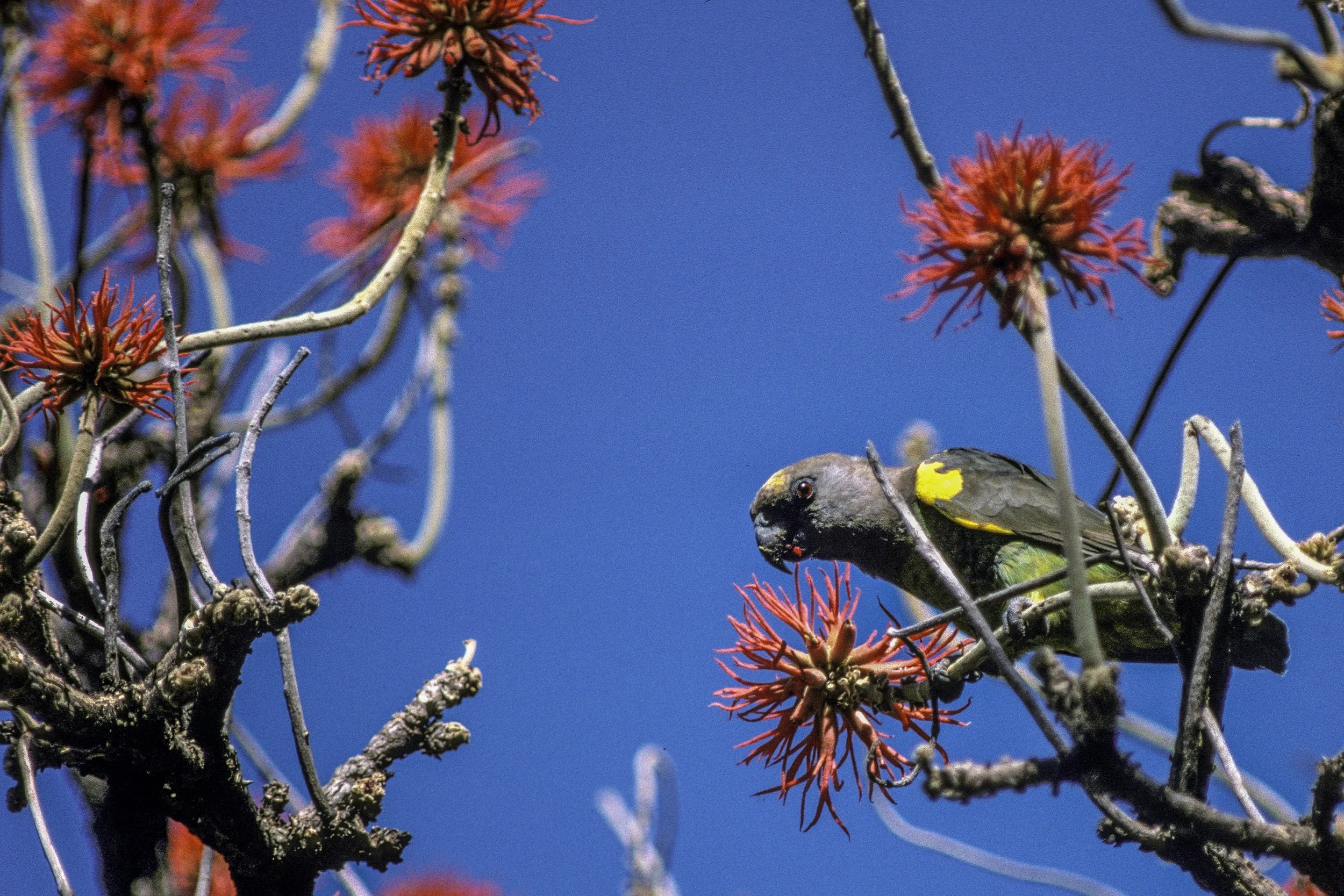 Meyers Parrot