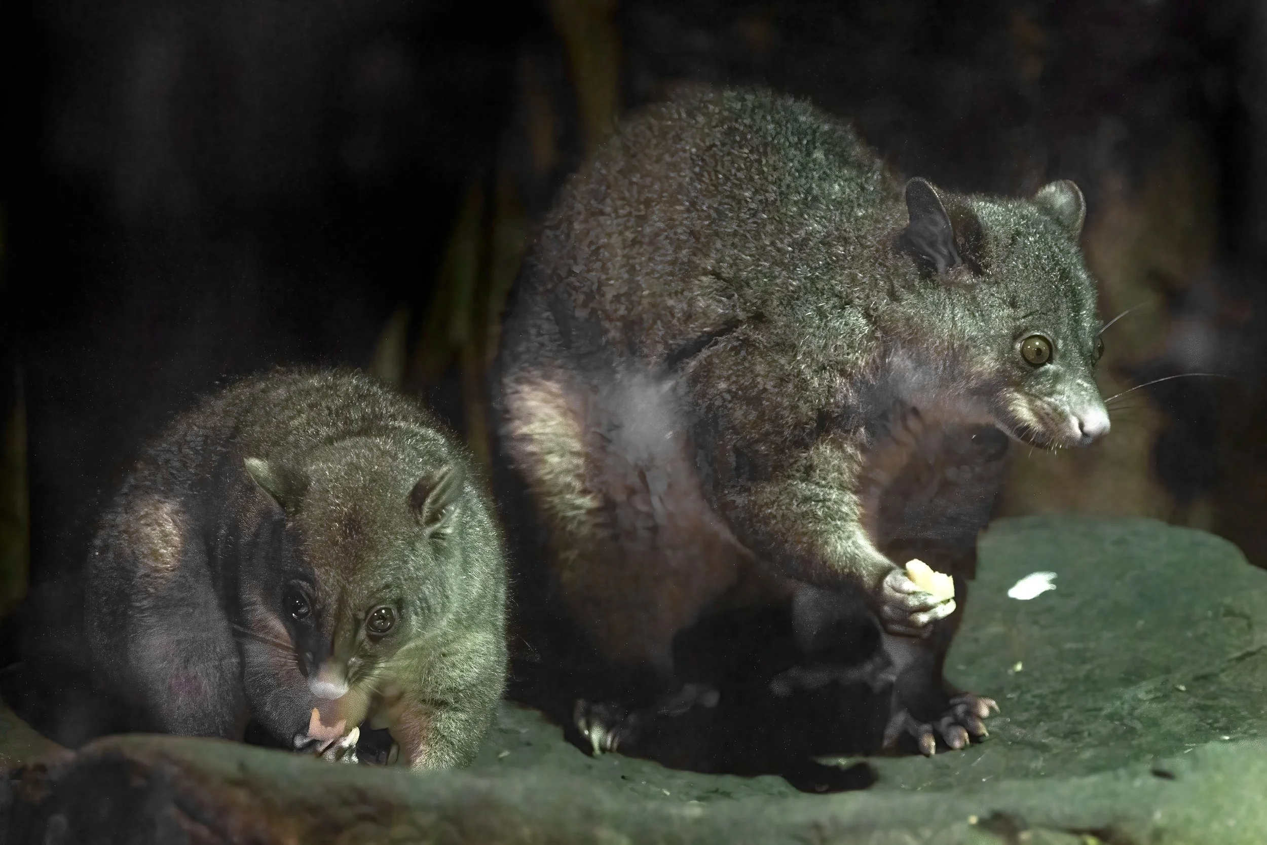Brush Tailed Possum, Australia
