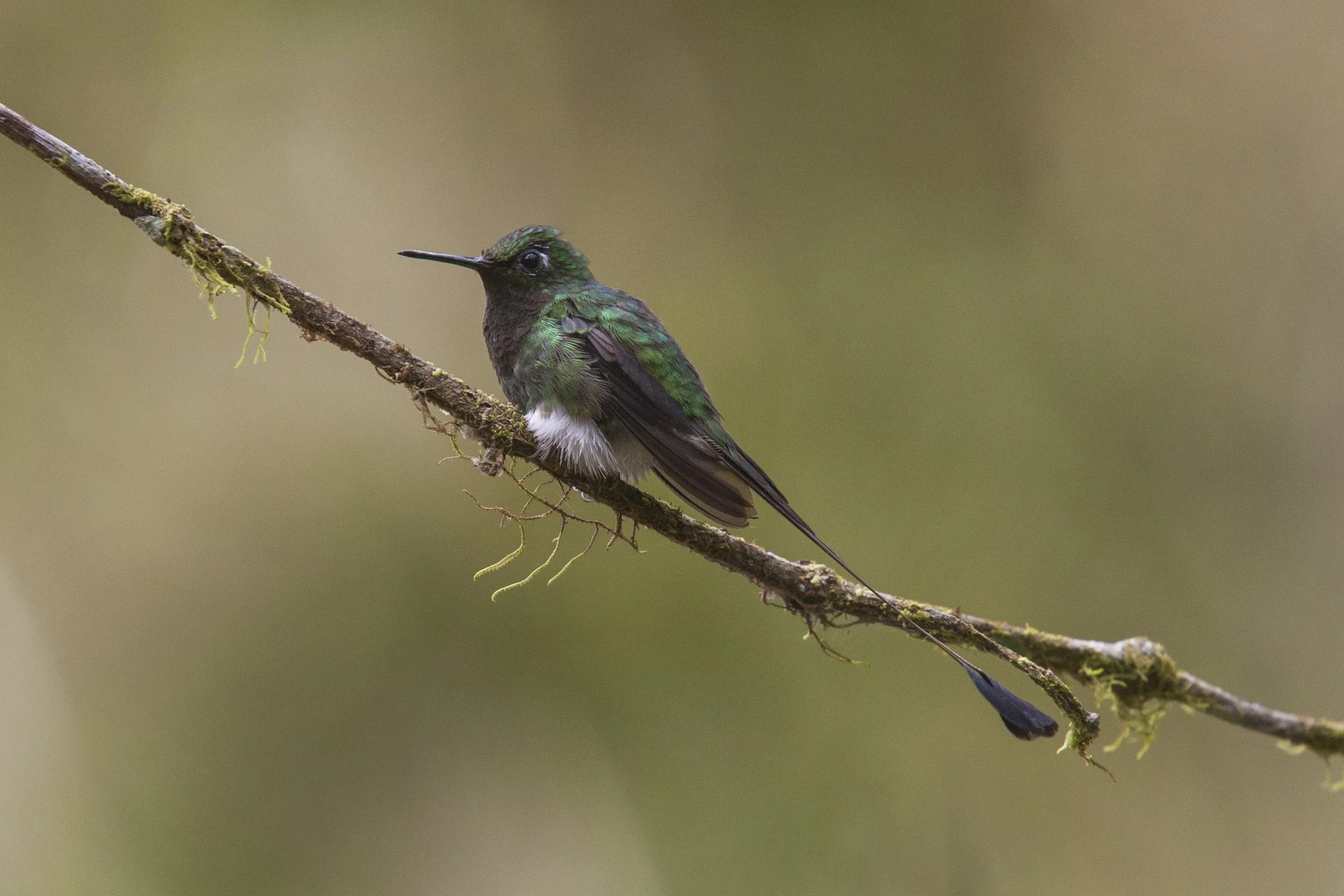 Booted Racket Tail