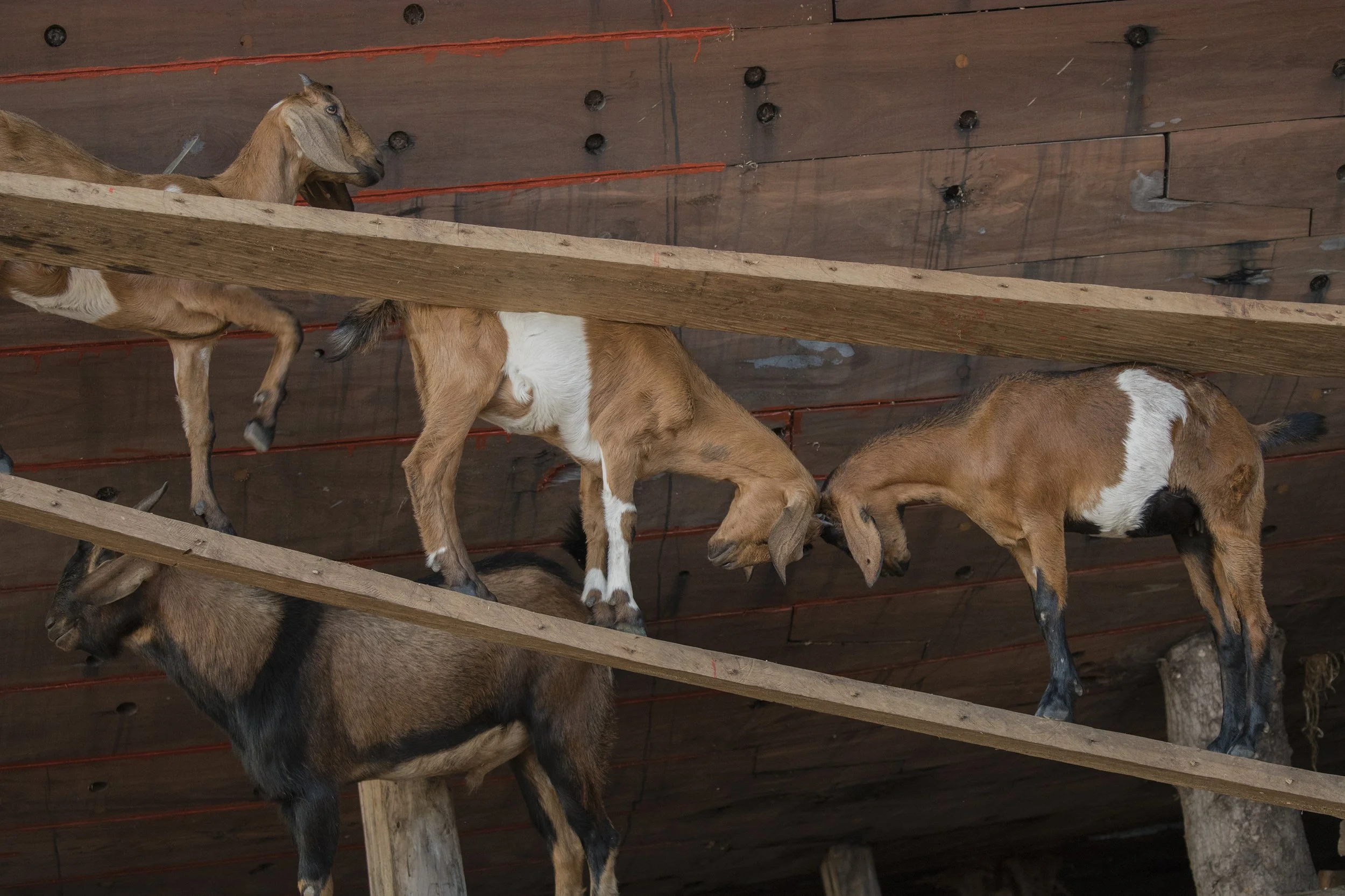 Goats, indonesia