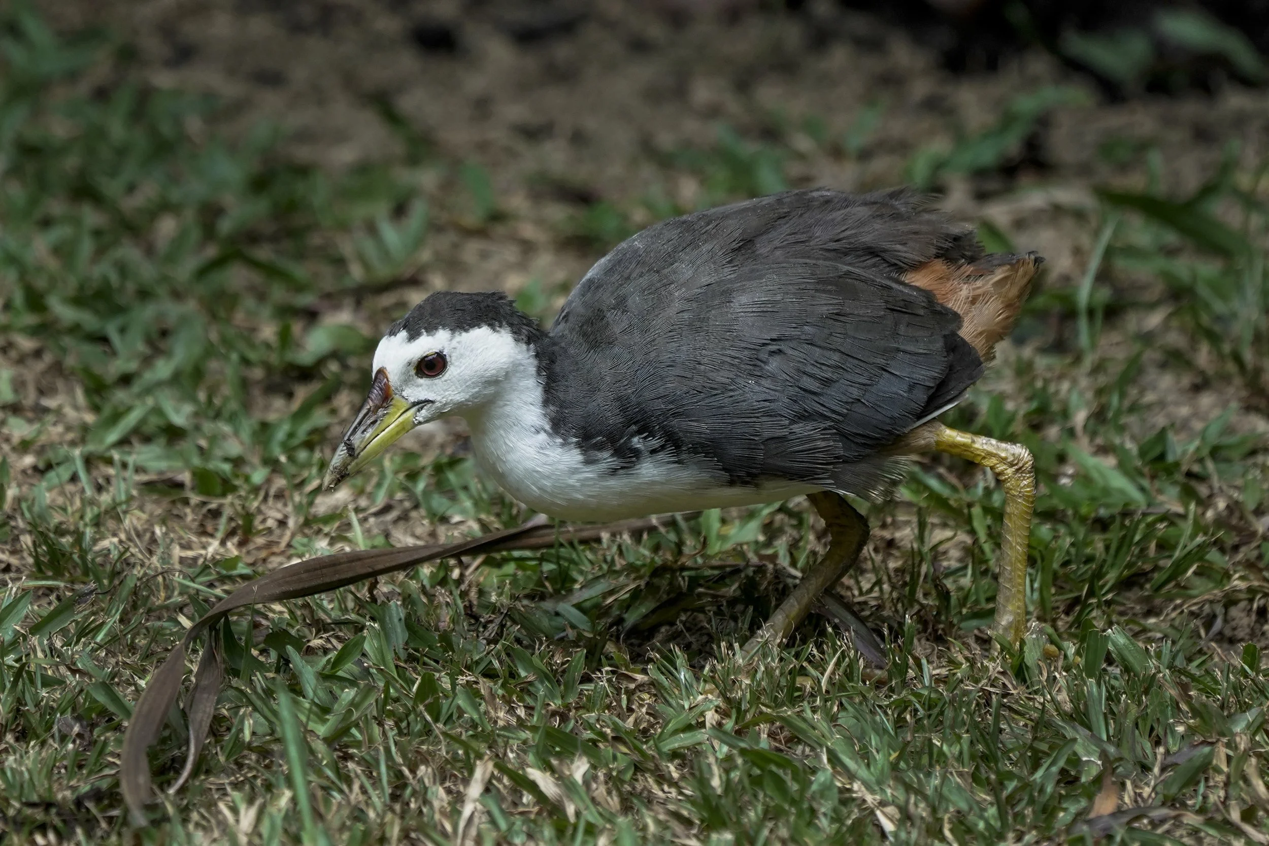 White Breasted Water Hen