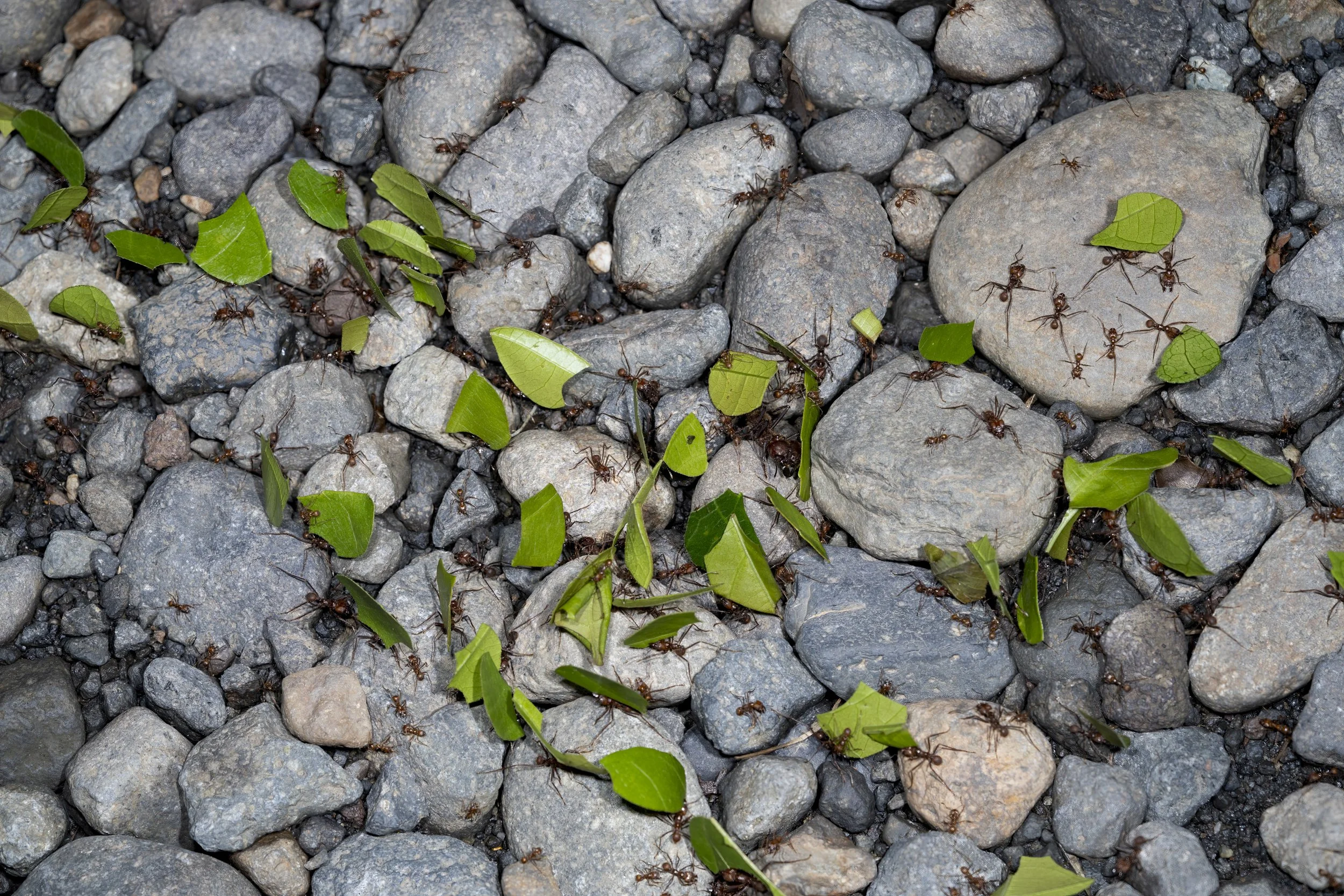 Leaf Cuter Ants
