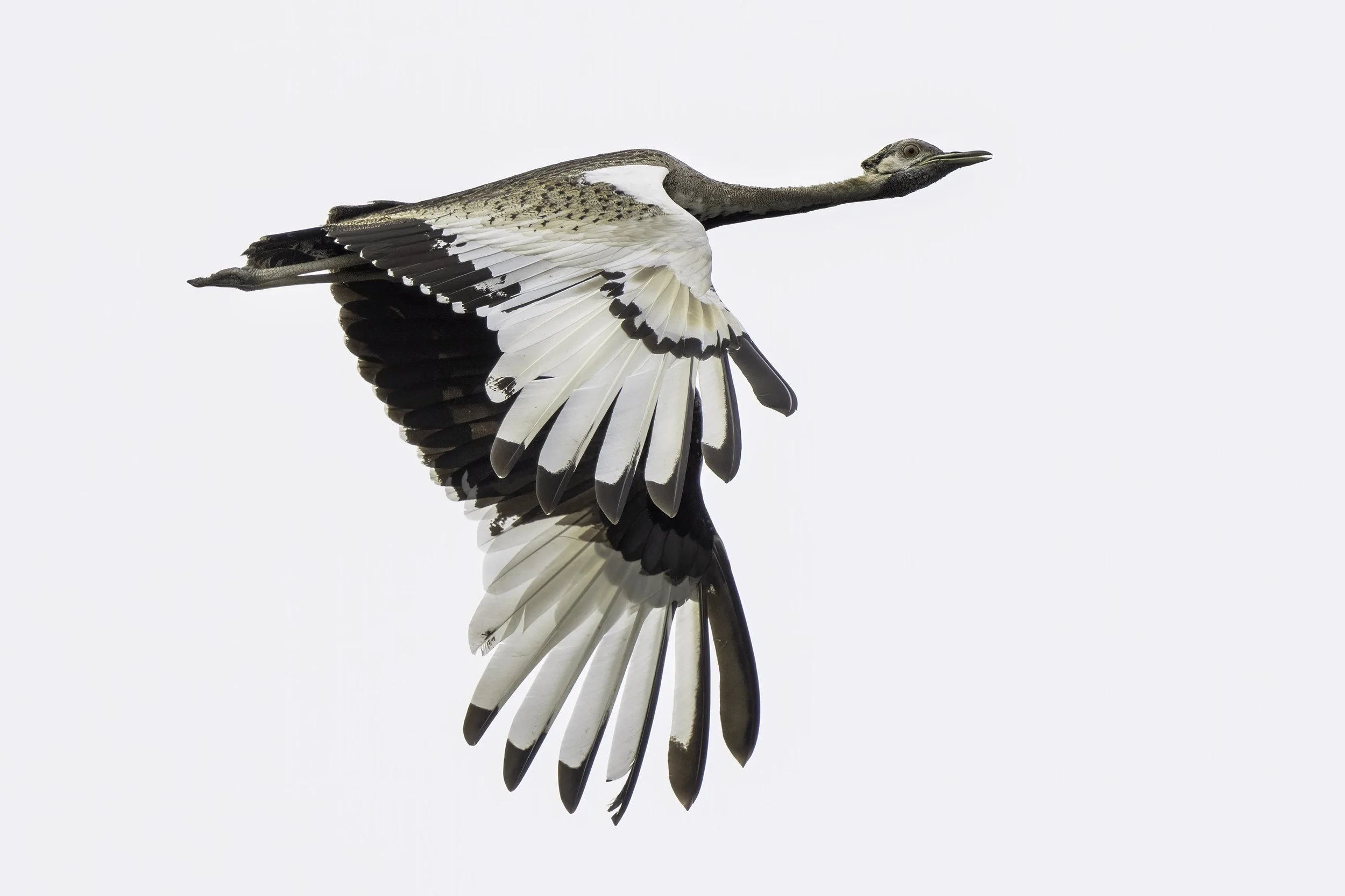 Black Bellied Bustard