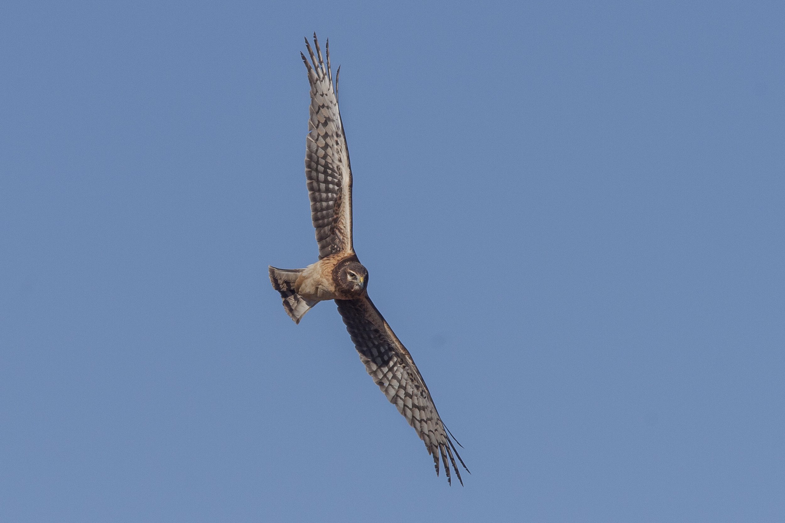 Northern Harrier
