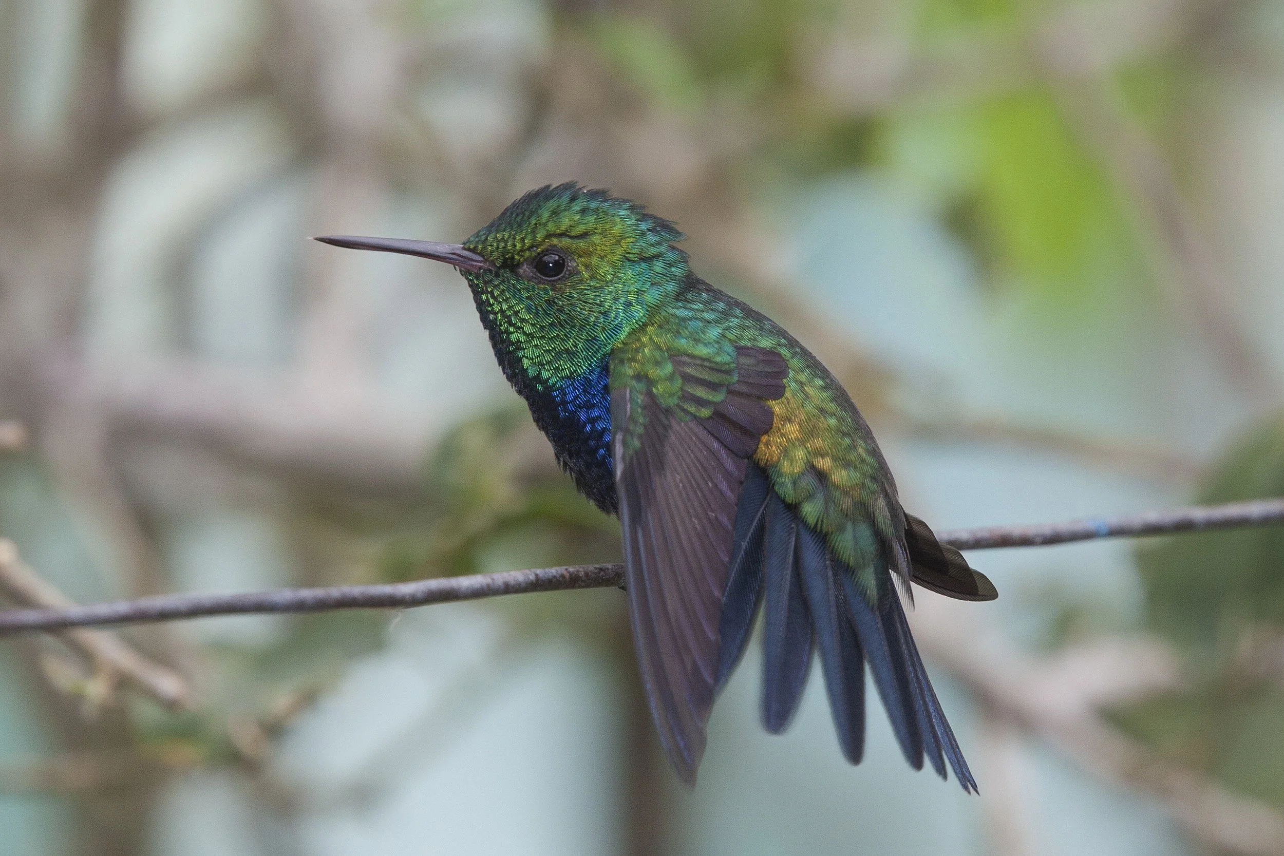 Violet Bellied Hummingbird